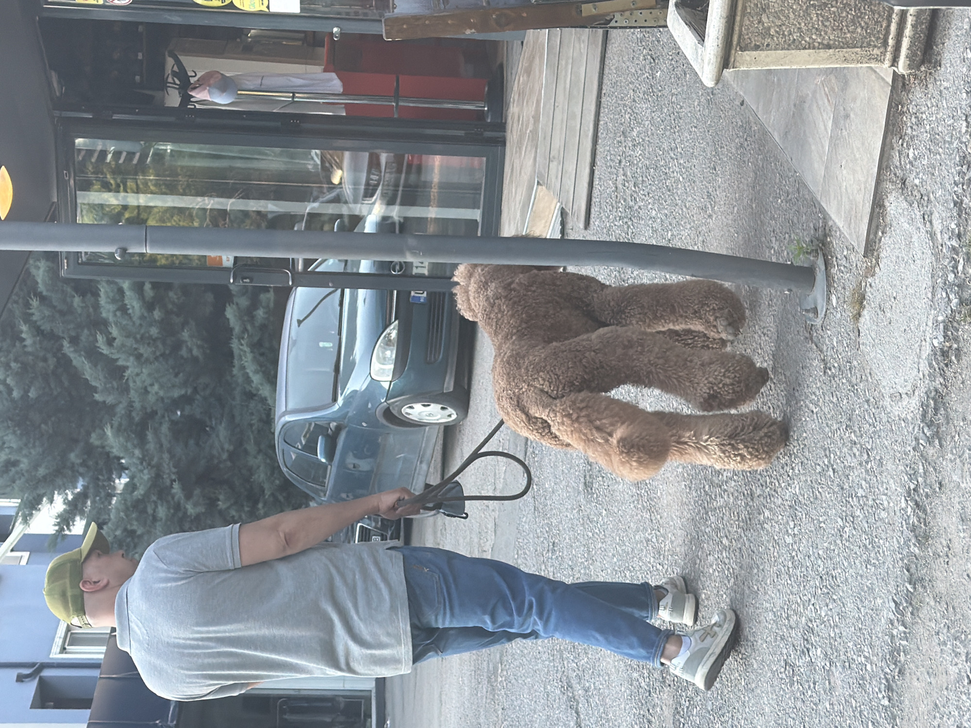A man wearing a grey polo shirt, blue jeans, and a green baseball cap walks a fluffy, brown poodle on a leash down a paved walkway. The poodle's fur is curly and appears to be groomed in a particular style. In the background, a teal-colored car is parked near a building with large glass doors. Trees with dark green foliage are visible behind the car. The environment suggests an urban setting, likely a street or sidewalk in Sofia, Bulgaria. The lighting indicates it is daytime, possibly late afternoon.