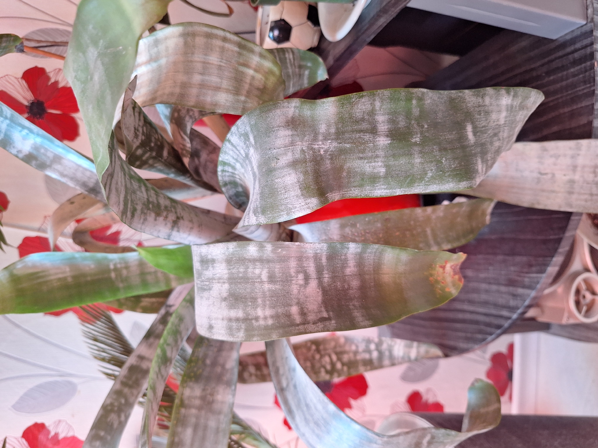 A close-up, eye-level, indoor shot focuses on the broad, strap-like leaves of a snake plant, their surfaces exhibiting a mottled pattern of green and silvery-gray. The leaves are curved and hang downwards, some showing slight browning at the tips. In the background, a floral-patterned wallpaper with red flowers is visible. To the right, a dark shelf holds a decorative football-patterned pot and part of a white plate. The scene is brightly lit, suggesting artificial or indirect natural light. The image does not contain any specific indicators of its location in Varna, Bulgaria.