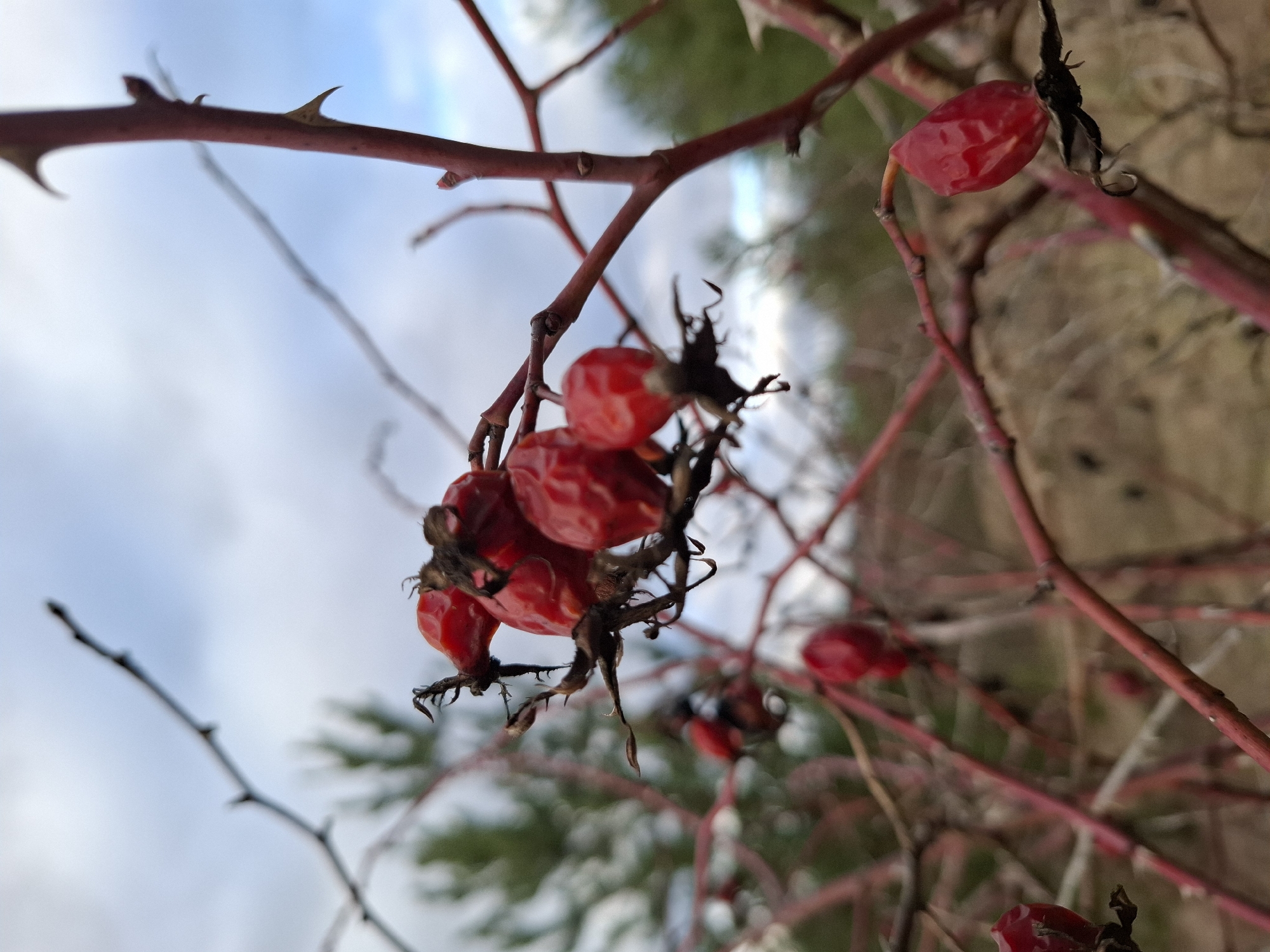 The image shows a close-up of rose hips on a thorny, reddish-brown branch against a blurred background of trees and a cloudy sky. The rose hips are red and have dark, dried remnants of the flower attached. The location is identified as Khlevnoye, Russia.