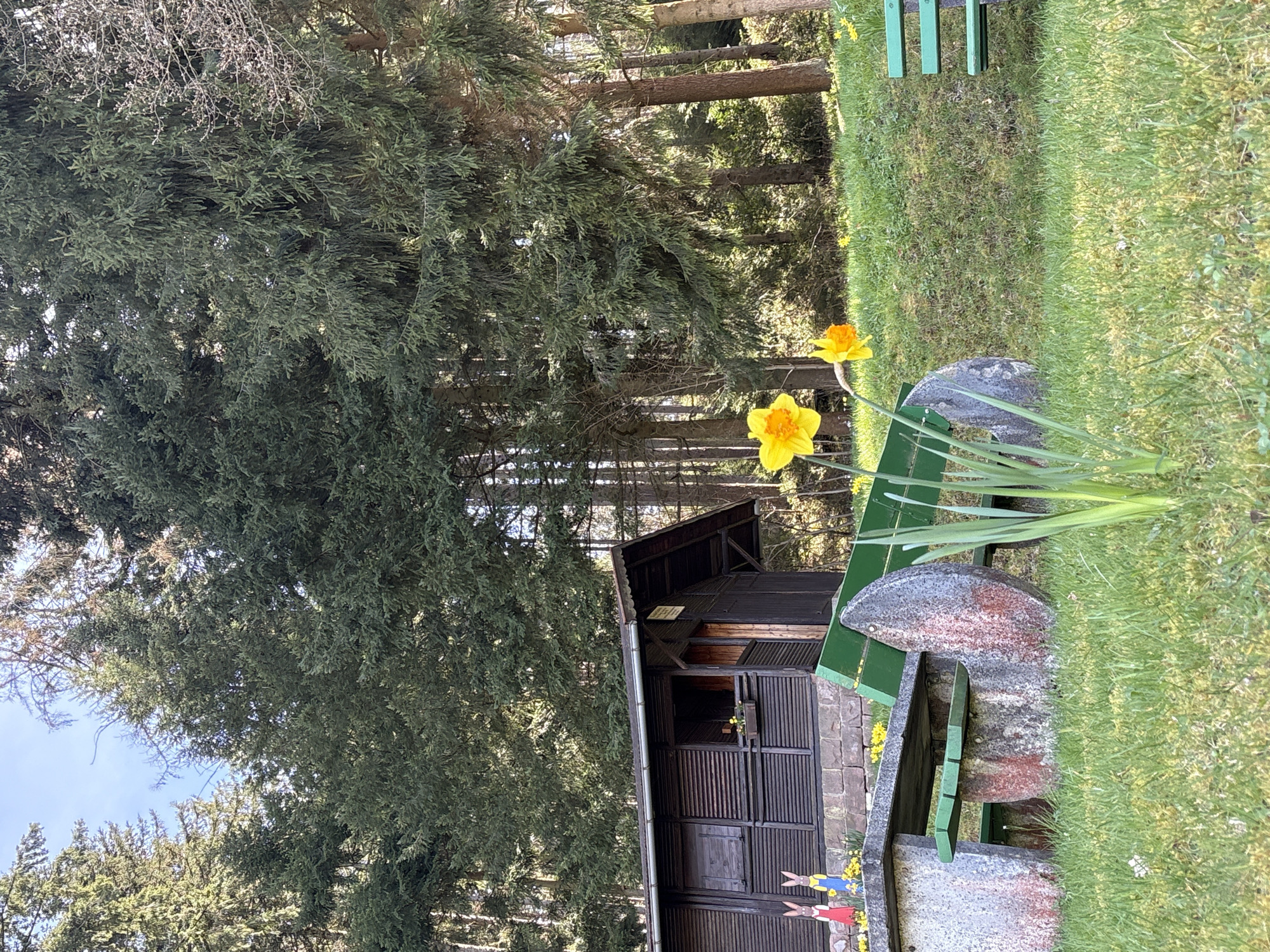 The image depicts a natural scene in Forbach, Germany. In the foreground, two yellow daffodils stand prominently beside a green and grey stone bench. The bench appears to be a rest stop or scenic overlook. Behind the bench, a small wooden structure, possibly a cabin or hut, is visible. The structure features a dark facade with wooden shutters and is nestled among trees. The background is dominated by dense woodland with tall trees, creating a sense of depth. The area is covered in grass, suggesting a maintained park or garden setting. Overall, the scene conveys a peaceful and natural environment within the Forbach area.