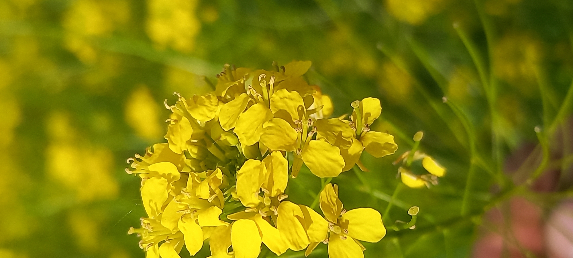 The image presents a close-up view of a vibrant cluster of bright yellow flowers. Each flower typically has four petals and prominent stamens with visible anthers, suggesting a plant from the mustard family (Brassicaceae), such as rapeseed or wild mustard. The flowers are sharply in focus, showcasing their intricate details.
The background and surrounding areas are softly blurred, creating a shallow depth of field that emphasizes the main floral cluster. This blur consists of both green stems and foliage, and diffused yellow shapes, indicating more flowers extending into the distance. Some slender green stems with small, unopened buds or developing seed pods are visible in the upper right and lower right portions of the frame.
The lighting appears bright and natural, suggesting a sunny day, with the yellow petals catching the light and exhibiting slight variations in shade. No human subjects, animals, man-made objects, or discernible text are present in the image. The scene captures a natural, outdoor environment, likely a field or garden, in Kryvyi Rih, Ukraine. The overall impression is one of natural beauty and growth.