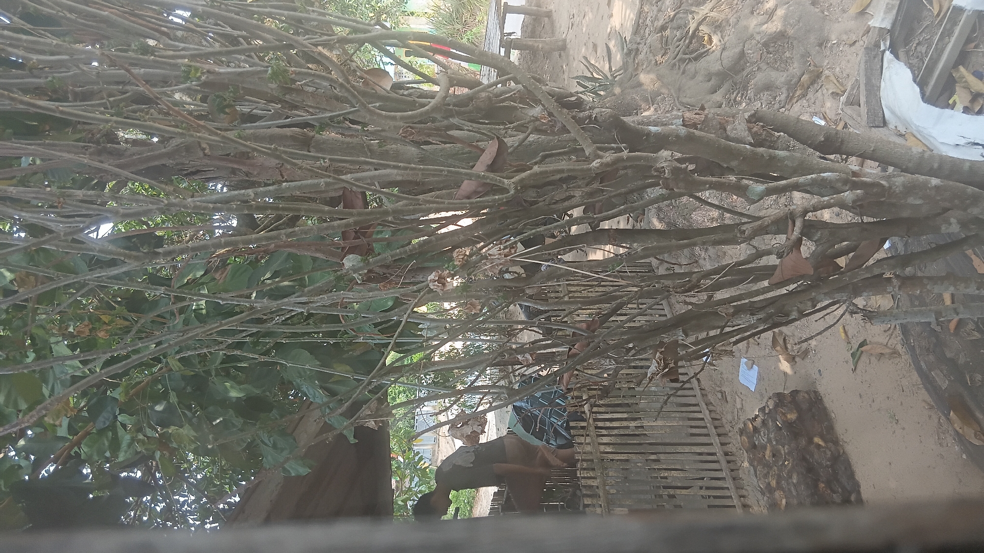 In a sun-drenched outdoor setting, likely in Prabumulih, Indonesia, a dense thicket of bare tree branches occupies the foreground, obscuring the background. The branches are intertwined, creating a textured visual. Behind the branches, a wooden fence with vertical planks is visible. A person, seen from the side, is seated or bent over behind the fence. This individual is wearing a dark t-shirt and light-colored shorts. To the left of the person, a dark, irregular-shaped object, possibly a bundle of wood or roots, rests on the sandy ground. A small white piece of paper is also visible on the ground near the fence. Further in the background, a wooden structure with a corrugated roof is partially visible. The ground is covered in sand and dry leaves.