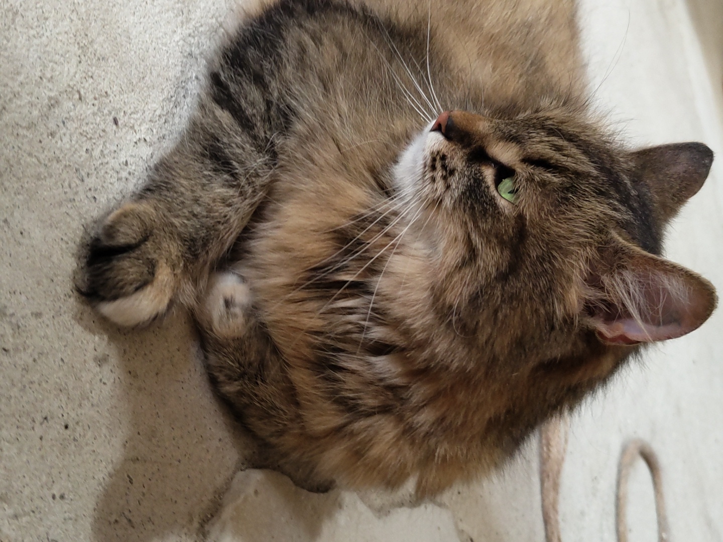 A medium shot, profile view, captures a fluffy, brown and black tabby cat with striking green eyes resting on a textured concrete floor. The cat is looking to the left, its ears perked and its white whiskers fanned out. Its forepaws are tucked neatly beneath its chest. In the background, a coiled rope and a light-colored stone are visible on the concrete surface. The lighting suggests an indoor or shaded outdoor environment.