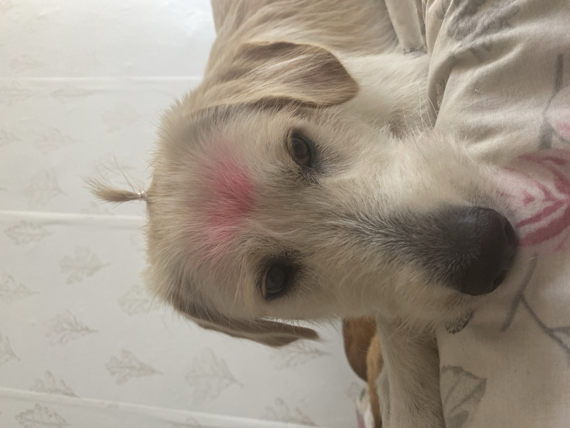 The image depicts a close-up, eye-level shot of a light-colored dog lying on a bed. The dog has a patch of pink coloring on its forehead and a small ponytail secured with a hair tie on the top of its head. The background consists of a wall with a light-colored floral pattern wallpaper. The dog's eyes are open, and it appears to be looking downwards. The scene is indoors, likely a bedroom, but no specific location in Blagoevgrad, Bulgaria, can be determined from the visual information provided.