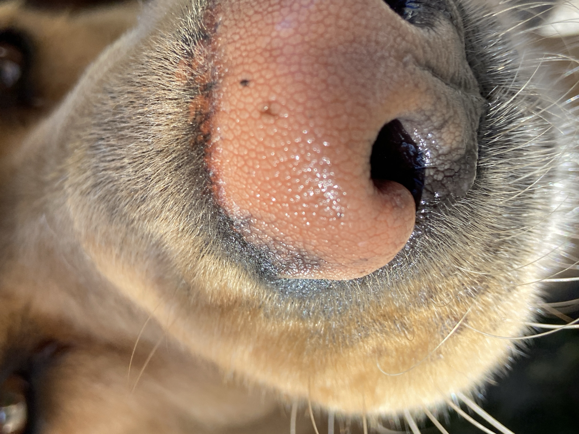 This is an extreme close-up photograph of a domestic canid's (dog's) snout, with the focal point on the rhinarium (nose). The dog exhibits light brown to golden fur on its muzzle, transitioning to a denser, darker, grizzled texture immediately surrounding the nose. Prominent white vibrissae (whiskers) are visible extending outwards from the muzzle, particularly on the left side of the frame. The rhinarium is a moist, textured surface, predominantly pinkish-tan, with distinct dark, wet nostrils. Multiple small, irregular dark spots are present on the dorsal surface of the rhinarium. The texture of the rhinarium shows numerous papillae, glistening with moisture. Partially visible, out-of-focus dark brown eyes are present in the upper background, indicating the dog's head is slightly angled. The lighting is strong, likely natural sunlight, creating specular highlights on the moist nose and whiskers. The background is completely blurred and indistinct, providing no environmental context. The image contains no identifiable landmarks, architecture, or environmental features that would indicate a specific geographical location, such as the city of Budva, Montenegro. No human subjects, explicit actions, or interactions are depicted.