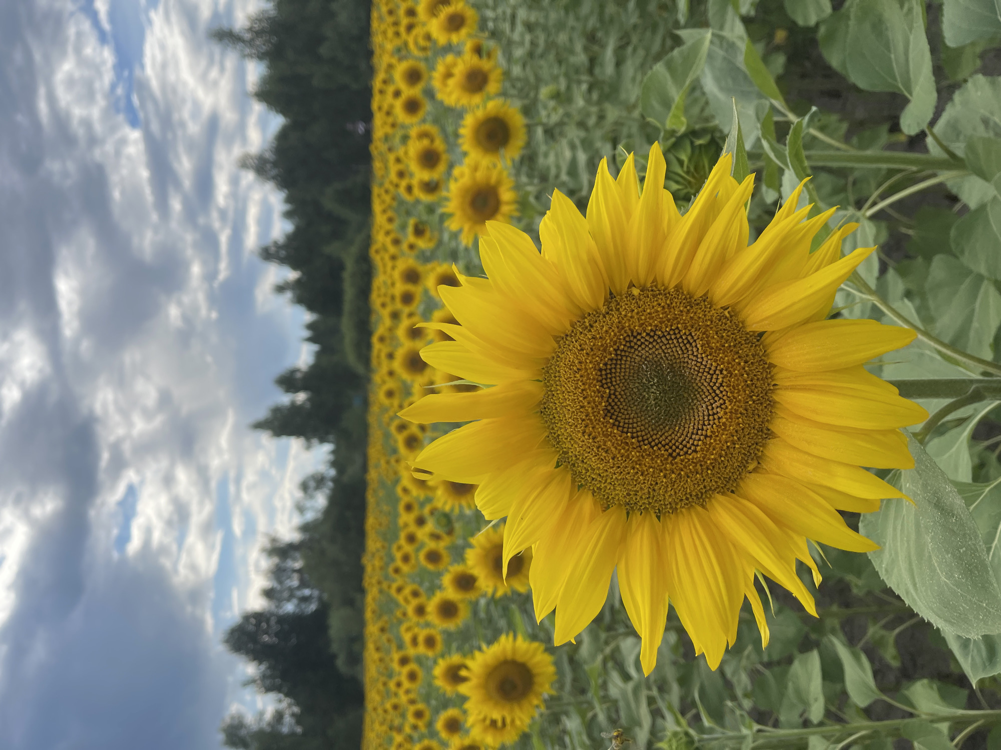 The image depicts a field of sunflowers under a cloudy sky. The foreground features a large, bright yellow sunflower in sharp focus, its petals unfurling. Behind it, a vast expanse of sunflowers stretches to the horizon, forming a sea of yellow. In the background, a dark line of trees suggests a forest or wooded area. The sky is filled with dramatic clouds, some appearing dark and heavy, others lighter with hints of blue sky peeking through. The overall impression is one of natural beauty and a vast, open landscape, possibly in a rural setting outside of a populated area like Maklaivka, Ukraine. There are no people visible in the image.