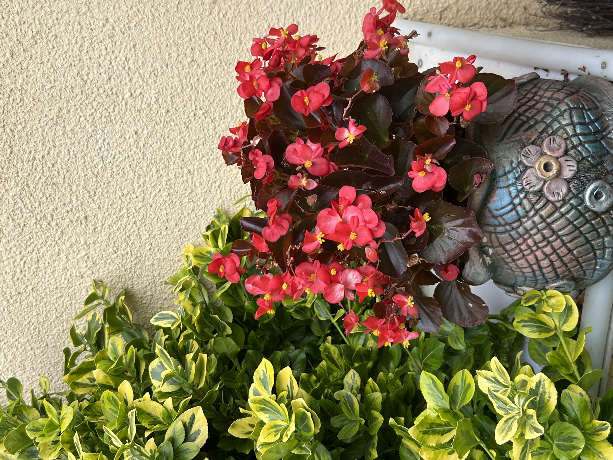 A close-up, eye-level shot captures a ceramic planter containing red begonia flowers, situated to the right of a variegated shrub with green and yellow leaves. The planter, decorated with a scale-like pattern and a floral motif, rests against a textured, pale yellow wall. The scene is lit with natural light, casting soft shadows and highlighting the vibrant colors of the plants. The background wall is a neutral, rough-textured surface, common in many urban environments, including Yaremche, Ukraine. There are no people or animals present in the image. The focus is on the horticultural elements and the decorative planter.