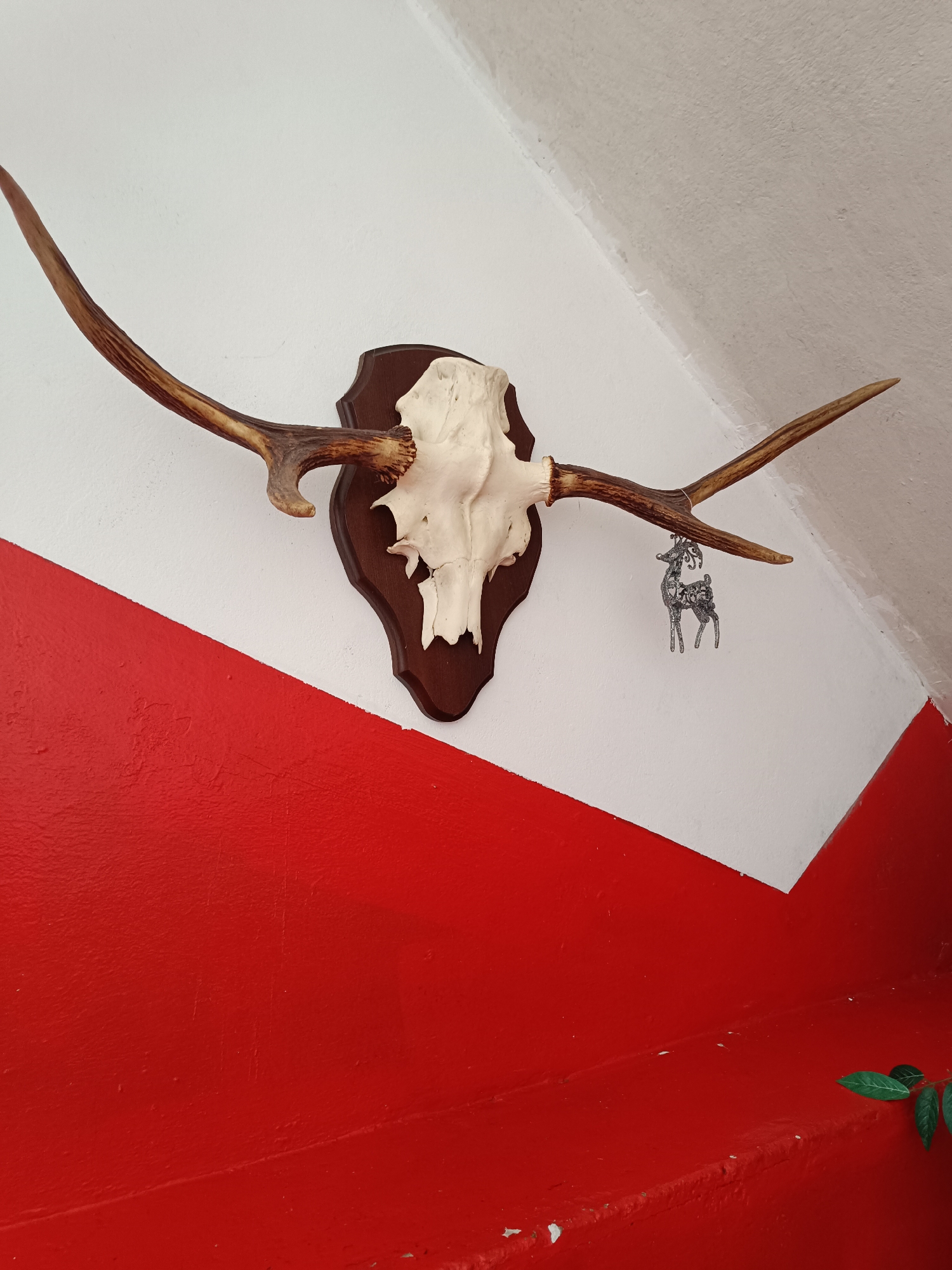 A mounted deer skull with antlers is displayed on a dark wooden plaque, affixed to a wall painted with a diagonal red and white pattern. A small, silver-colored deer figurine hangs from one of the antlers by a thin string. The wall is textured, and in the lower right corner, a few green leaves from an unseen plant are visible. The scene appears to be an indoor decoration. The location is the city of Tebras, Latvia.