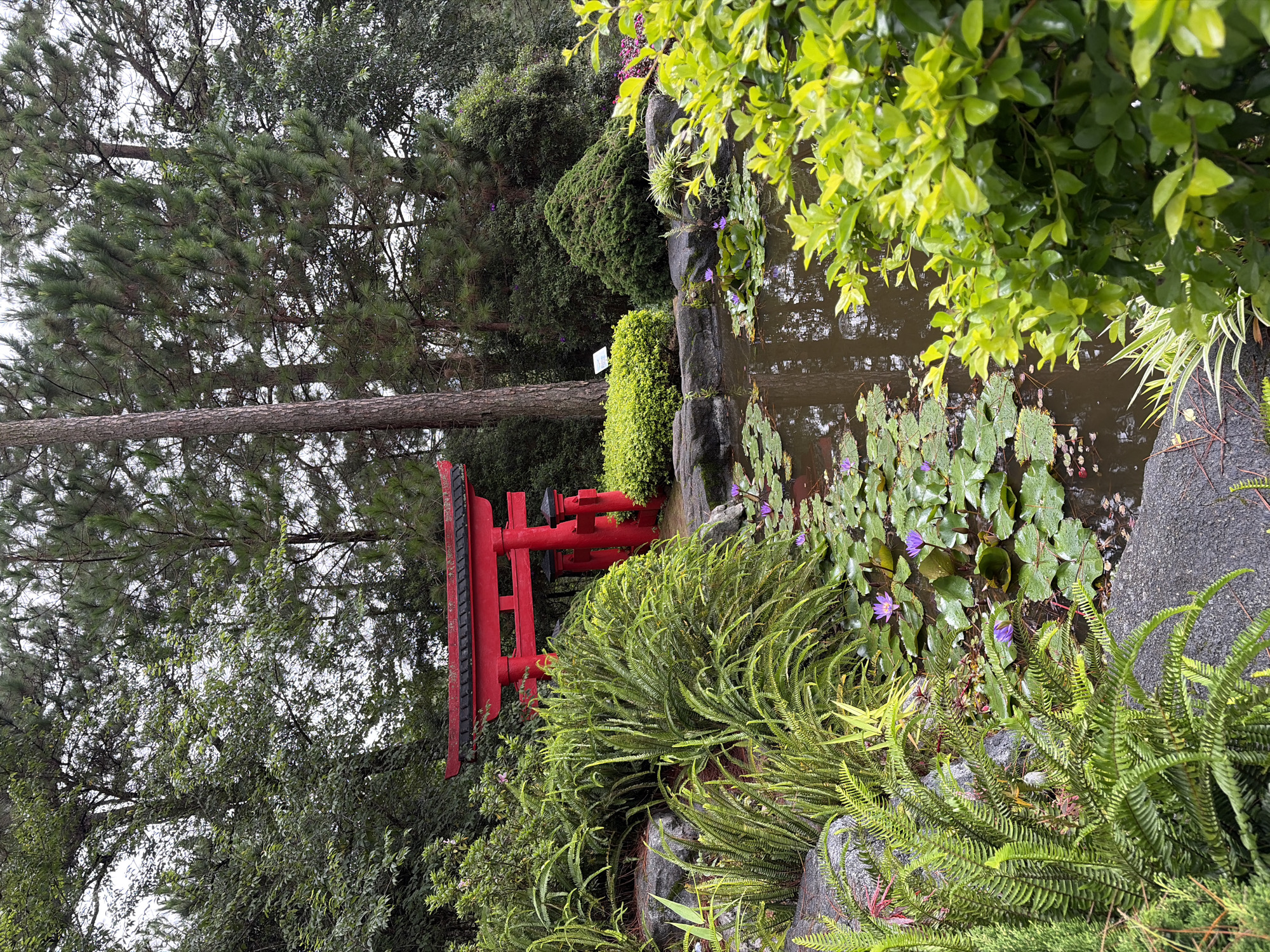 The image depicts a serene Japanese garden, likely situated in the Lâm Viên - Đà Lạt area of Vietnam. A vibrant red torii gate, a traditional Japanese gateway, stands prominently in the background, partially obscured by lush green foliage. In the foreground, a tranquil pond reflects the overcast sky and the surrounding greenery. Several purple water lilies float gracefully on the pond's surface, adding a touch of color. The pond is bordered by an arrangement of stones and various types of ferns, creating a natural and textured landscape. The overall scene evokes a sense of peace and natural beauty.