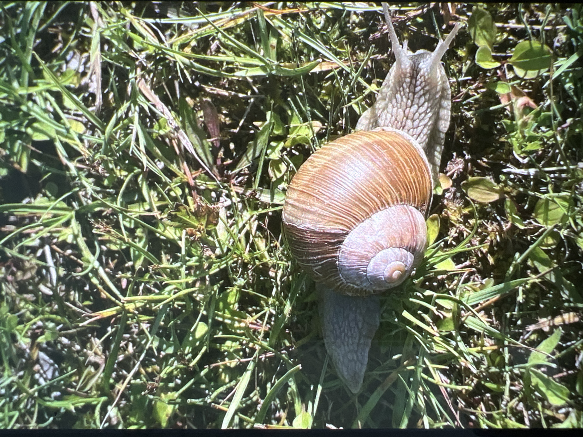 A snail is on a grassy area. The snail is brown and has a shell. The grass is green and there are some leaves. The scene is outdoors, possibly in a park or garden.
