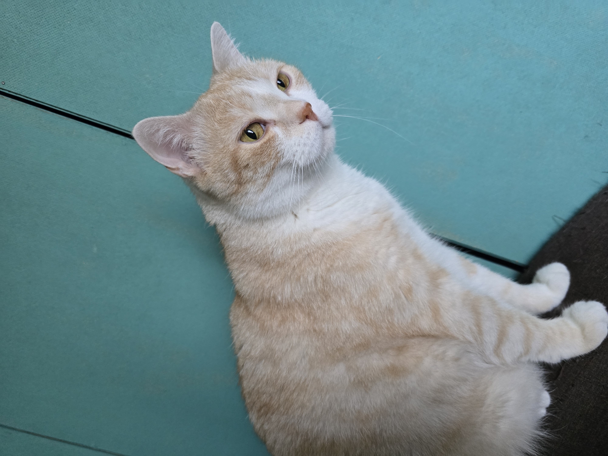 A medium shot captures a ginger and white cat sitting on a dark brown surface. The cat is facing right, with its body angled towards the viewer. Its fur is a mix of creamy white and light ginger with subtle tabby markings. The cat's eyes are yellow and it looks towards the right side of the frame. The background is a textured, teal-colored surface, possibly a wall or fabric, with a thin, dark vertical line running from the top edge down towards the cat's head. The lighting is soft and appears to be coming from the front or slightly to the left of the cat. There are no people or other animals visible in the image.