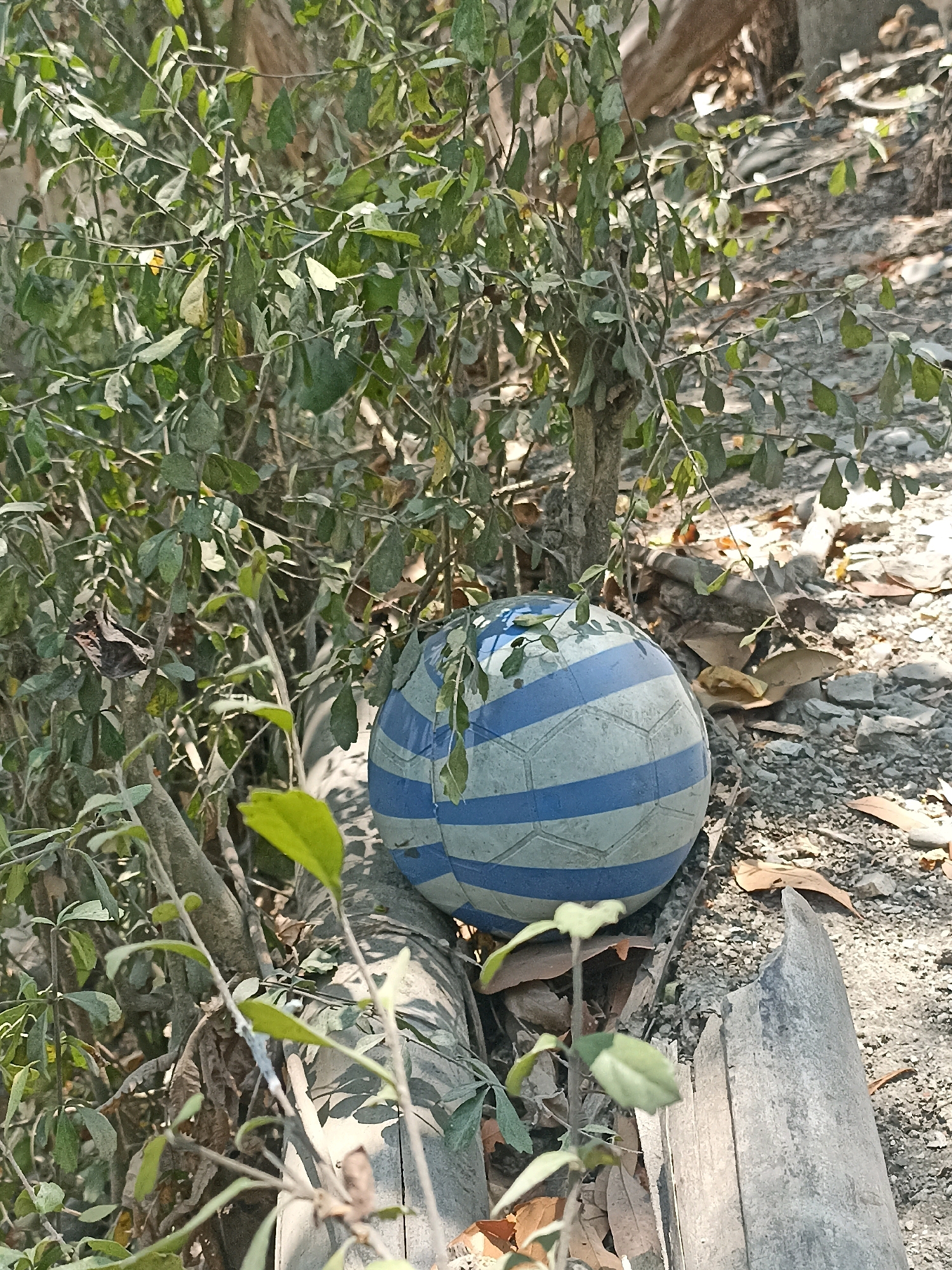 A blue and white striped soccer ball rests on a gravel-covered ground near a small tree with green leaves in Widoro, Indonesia. The ball is partially obscured by the tree's branches. The ground is littered with dry leaves and small stones. To the right of the ball, a piece of broken gray material, possibly wood or concrete, lies on the ground. The scene appears to be outdoors in a natural or semi-natural setting.