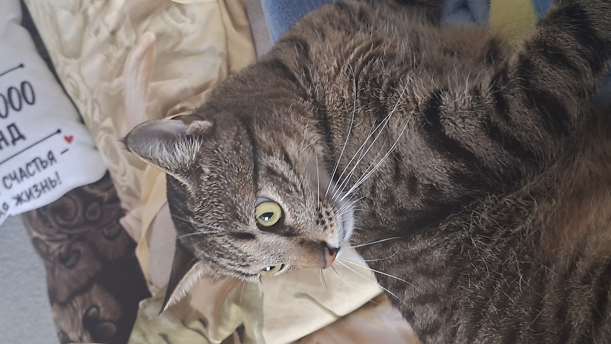 A tabby cat with yellow-green eyes is lying on a blue and yellow blanket. The cat is looking to the left. In the background, there are tan and brown patterned fabrics, possibly a pillow and a bedspread. The scene appears to be indoors. The text on the pillow says "СЧАСТЬЯ" which means "happiness" in Russian.