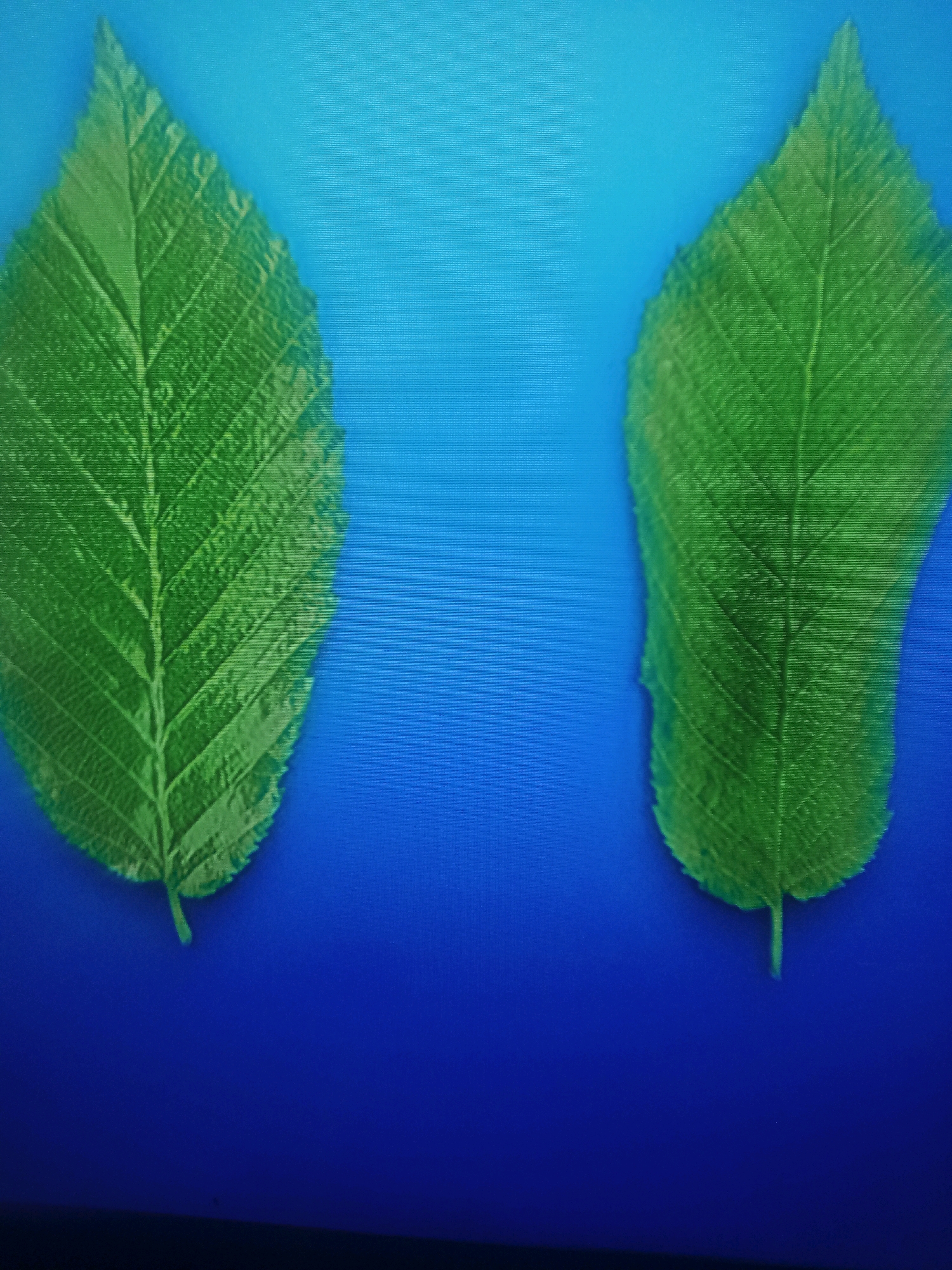 Two green leaves are laid out on a bright blue, textured surface. The leaf on the left is positioned vertically and angled slightly to the left. The leaf on the right is also positioned vertically and angled slightly to the right. Both leaves display prominent veins and have serrated edges. The blue background has a subtle grid-like pattern, suggesting it might be a screen or a digitally rendered surface. There are no people or any other objects present in the scene. The lighting is even, illuminating the leaves and the background.