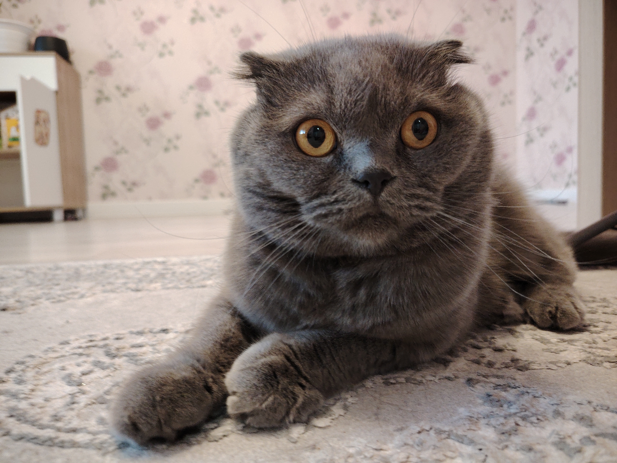 A grey Scottish Fold cat with characteristic folded ears and large, round, amber eyes lies directly facing the viewer on a patterned rug. The cat's fur is short and dense, and its whiskers are prominent. Its pupils are dilated, giving it an alert or slightly wide-eyed expression.
The setting is an indoor room, likely a domestic residence. In the background, a wall is covered with light-pink wallpaper adorned with a repeating floral pattern of small rosebuds and green leaves. To the left, a portion of a light-colored piece of furniture, possibly a cabinet or small shelf with an open door, is visible. The floor is covered by a light-colored rug with an intricate, somewhat faded pattern in shades of grey and beige, upon which the cat is resting with its front paws tucked in. The lighting appears soft and even, suggesting either a well-lit room during the day or good indoor lighting. There is no visible text in the image.