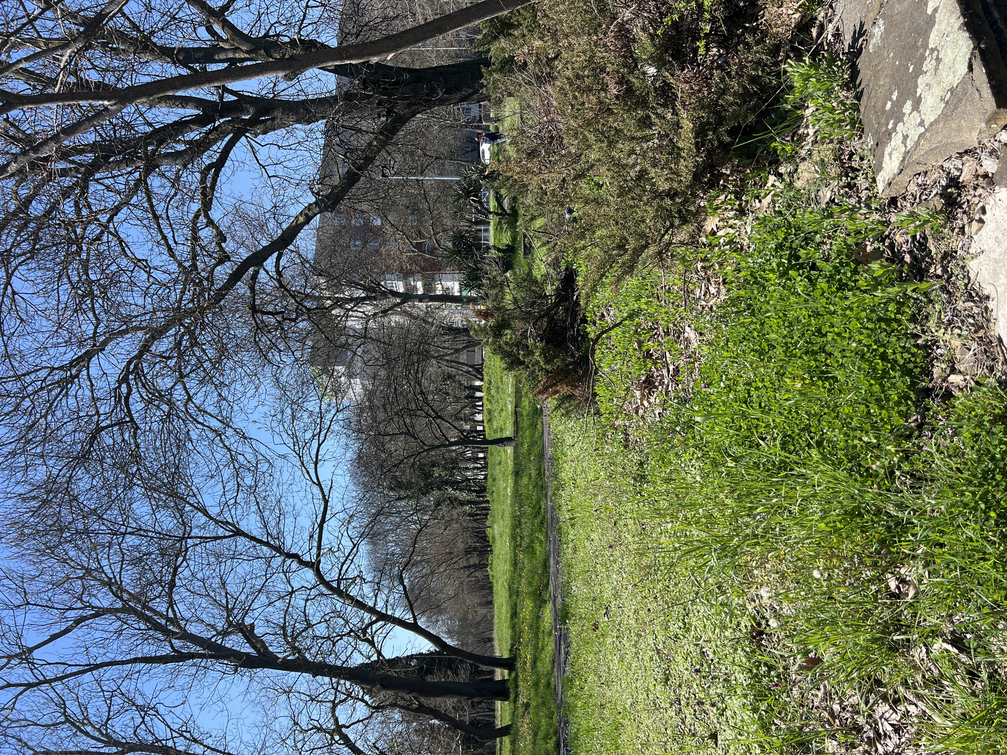 The image depicts a park landscape, likely in Burgas, Bulgaria, based on the presence of specific tree types and urban vegetation common to the region.
**Environment:**
* A grassy pathway runs linearly through the center, bordered by trees and vegetation.
* The sky is visible through the branches of bare trees, suggesting late winter or early spring.
* Buildings are visible in the background, indicating an urban park setting.
* The path is flanked by lawns with a mix of grasses and other low-lying plants.
* A bush and some greenery are near a cracked stone curb, indicating possible neglect.
**Objects:**
* Bare trees line the park pathway.
* A cracked stone curb is visible at the edge of the path.
* Urban buildings are in the distance.
**People:**
* There are possible people near a parked white car at the other end of the path.
**Overall:** The scene conveys a sense of urban nature, with a park pathway traversing a landscape featuring bare trees, green lawns, and glimpses of city buildings.