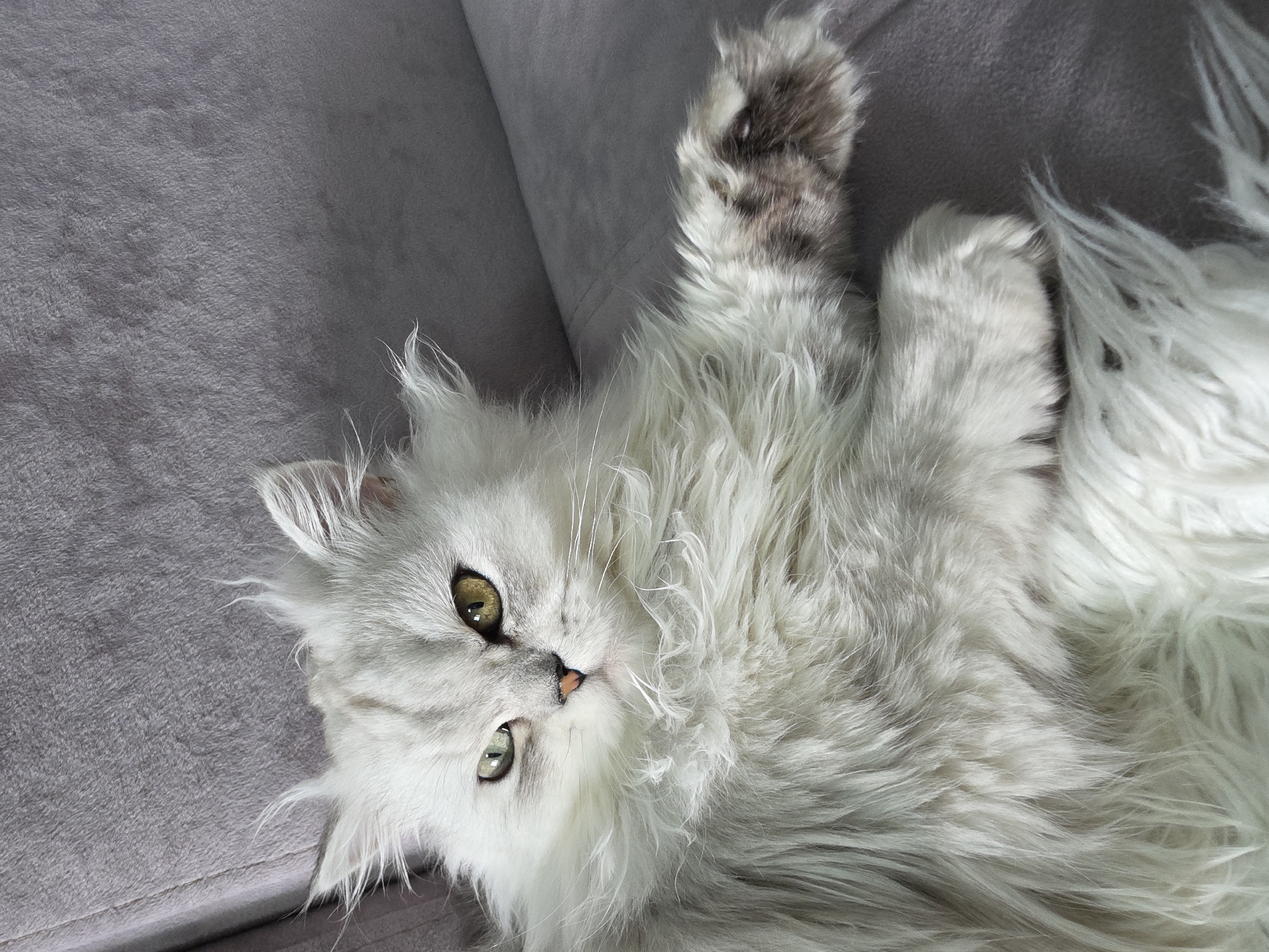 A long-haired white cat with yellow and green eyes reclines on a grey sofa. The cat's fur is fluffy and appears to be slightly ruffled. Its front left paw is extended, showing dark markings on its pads. The background is the grey upholstery of the sofa. This scene is not in Novocheboksarsk, Russia, as no identifiable information in the image suggests a specific location.