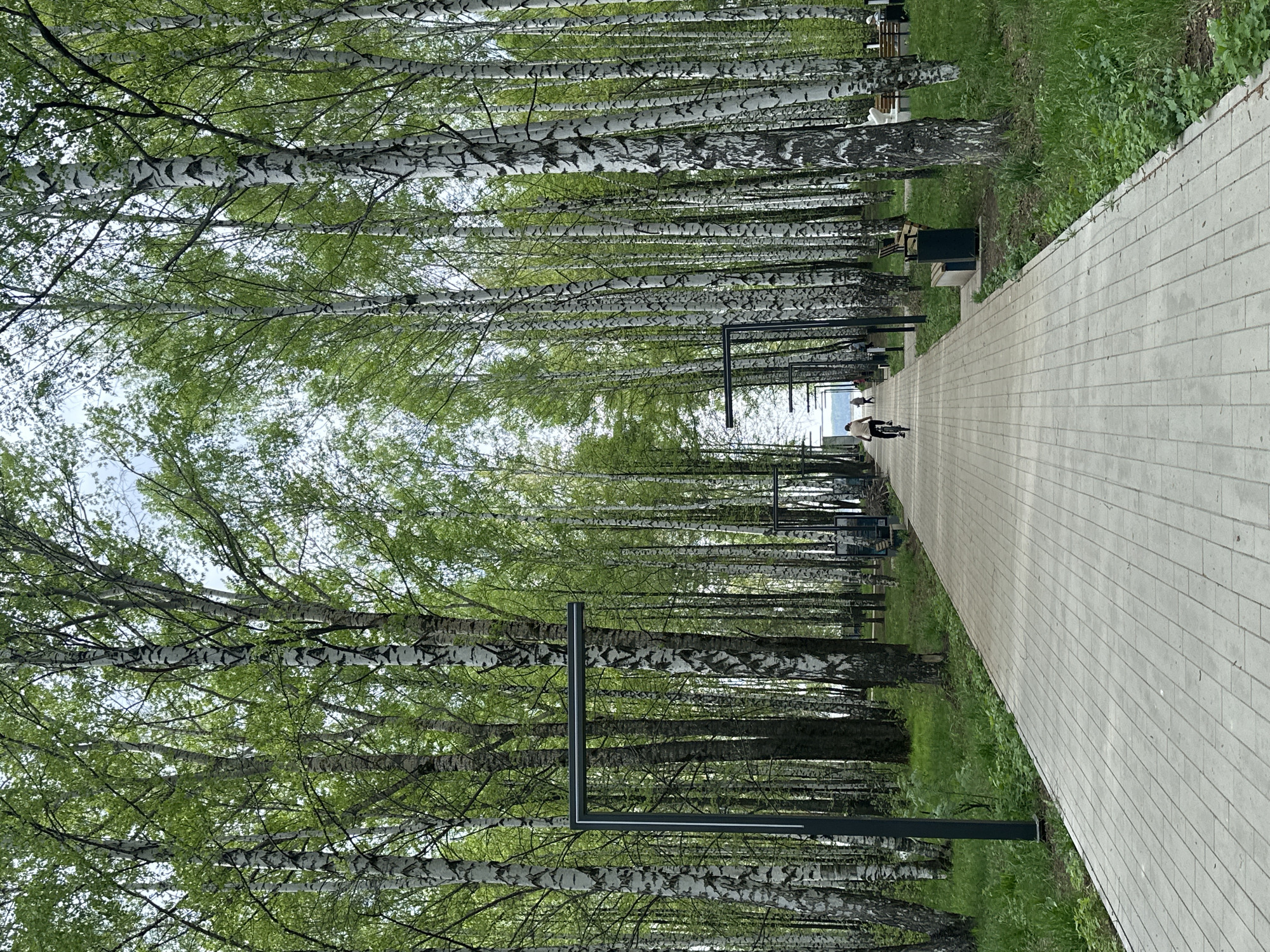 A straight-on shot depicts a paved walkway in a park-like setting, lined with dense birch trees. The walkway extends into the distance, where a person can be seen riding a bicycle. On either side of the walkway, there are benches, short green grasses, and tree trunks. Dark metal lampposts are spaced intermittently along the walkway. The image is taken in the city of Unknown, Unknown.