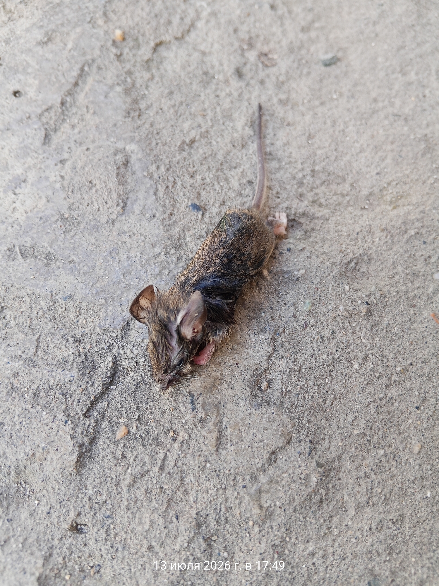 A dead mouse is lying on a textured concrete surface. The mouse is small, with brown fur that appears wet and matted. Its tail is thin and extended. The concrete is light gray with visible pebbles and rough patches. The lower right corner of the image contains a timestamp in Russian, reading "13 июля 2026 г. в 17:49", which translates to "July 13, 2026 at 17:49". The location is the city of Ust-Dzheguta, Russia.