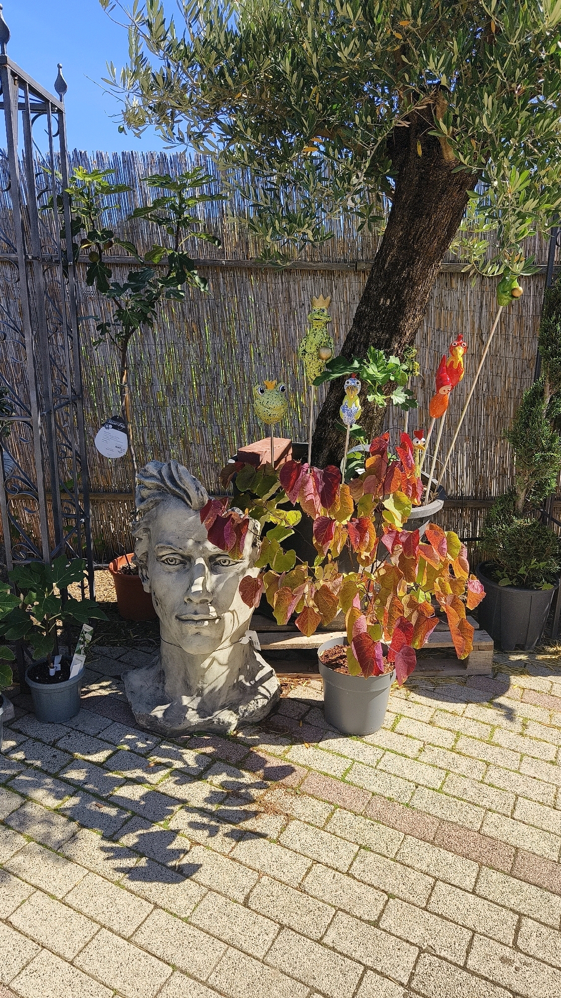 The image depicts a sunlit courtyard in Langenlois, Austria, paved with light-colored brickwork. A large olive tree dominates the background, its branches providing dappled shade. In the foreground, a concrete bust of a person with sculpted hair rests on a paved surface. To the right of the bust, a potted plant with vibrant red and yellow leaves is visible. Several garden decorations, including two frog figures and bird figures on sticks, are placed among the plants. A metal gate stands to the left, and a bamboo fence forms the backdrop. The scene suggests an outdoor garden or patio area.