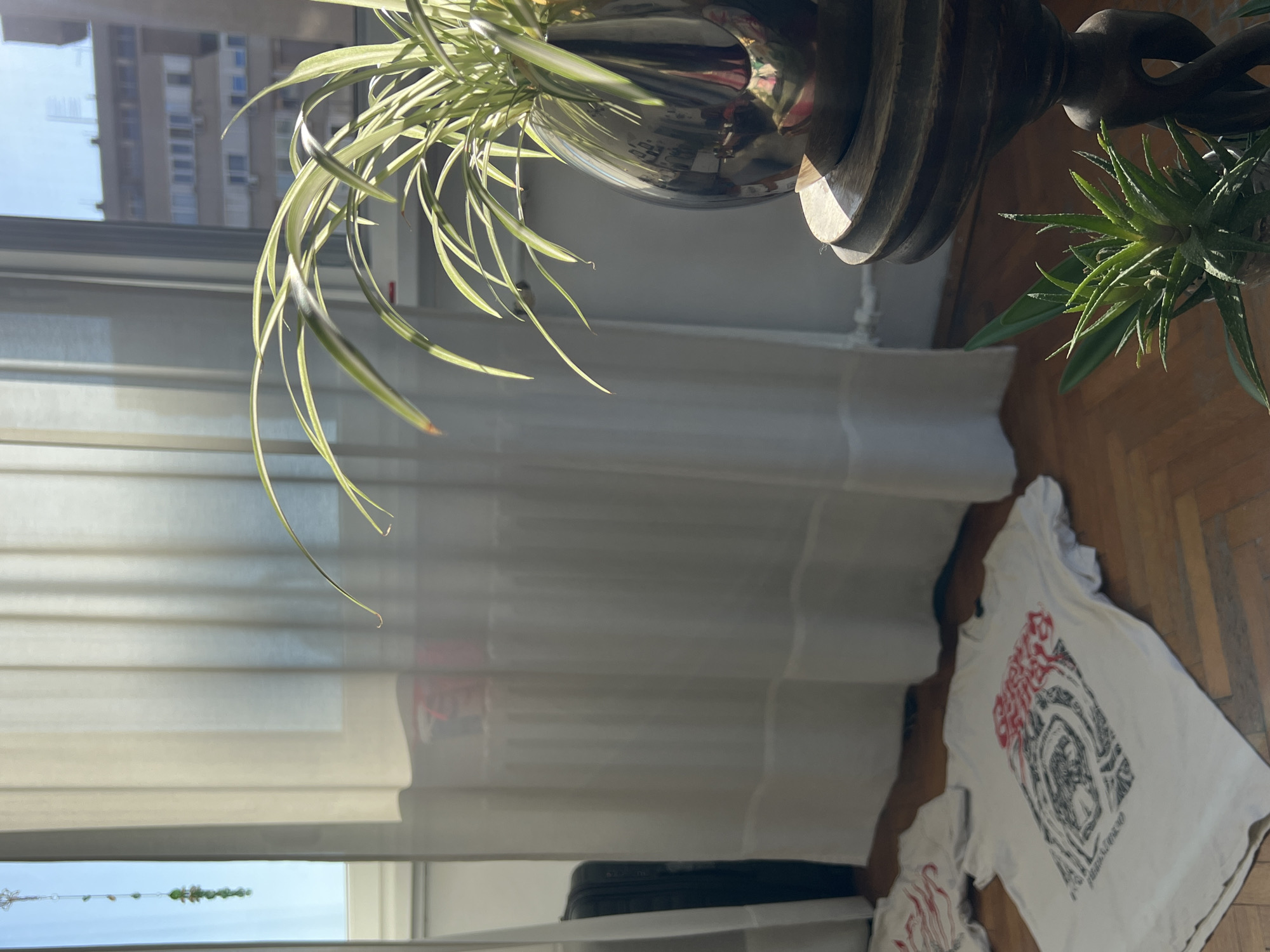 The image shows an interior scene in Belgrade, Serbia, likely near a window. The window faces a tall building with multiple floors and windows. Sheer white curtains partially obscure the view. In the foreground, two potted plants are visible on a stand: one a spider plant in a reflective silver pot, and another with aloe vera. On the floor, there are two white t-shirts with graphic designs, one more prominent than the other. The floor is parquet.