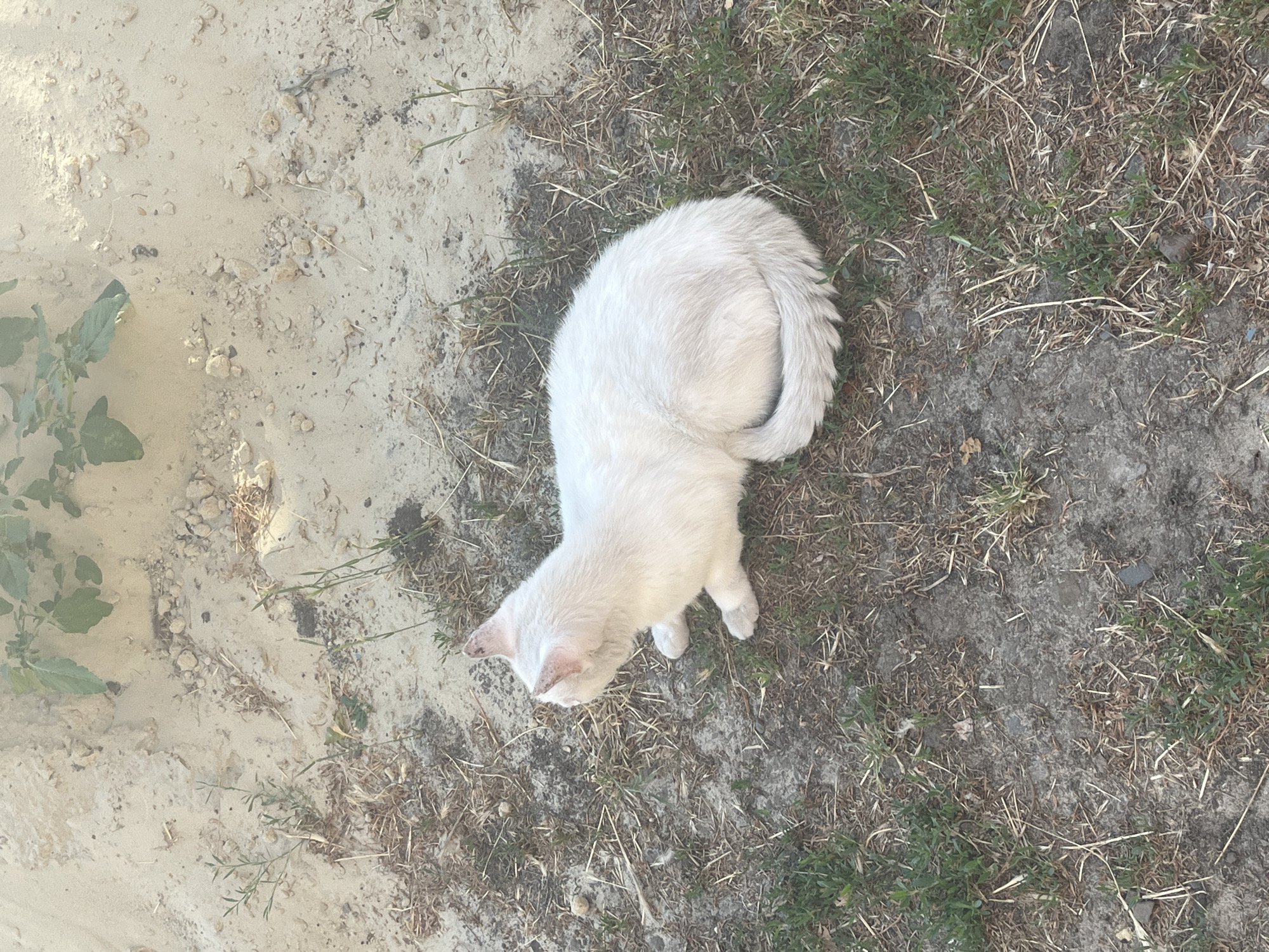 A white cat is shown from a high-angle perspective, lying on the ground near a sandy area with some dry grass and small green plants. The cat is facing left, with its head turned towards the left. The environment appears to be an outdoor, possibly rural, setting within the city of Yanovo-Grushevsky, Russia.