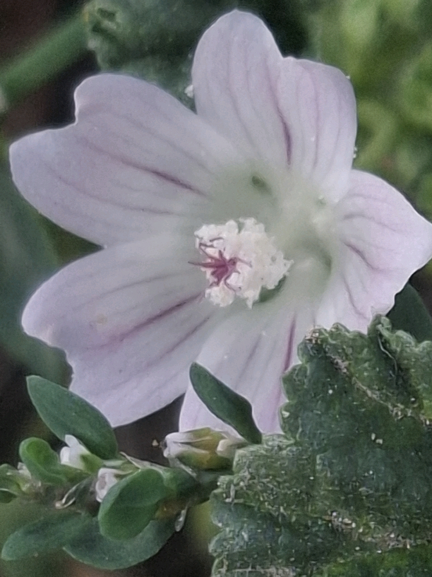 A close-up, slightly blurry photograph captures a pale pink flower with darker pink veins on its petals. The flower is the primary subject, filling most of the frame. In the foreground, out of focus, is a textured green leaf. The background is a dark, indistinct green. The scene is outdoors, likely in a natural setting. No specific location within Almaty, Kazakhstan, can be determined from the image.