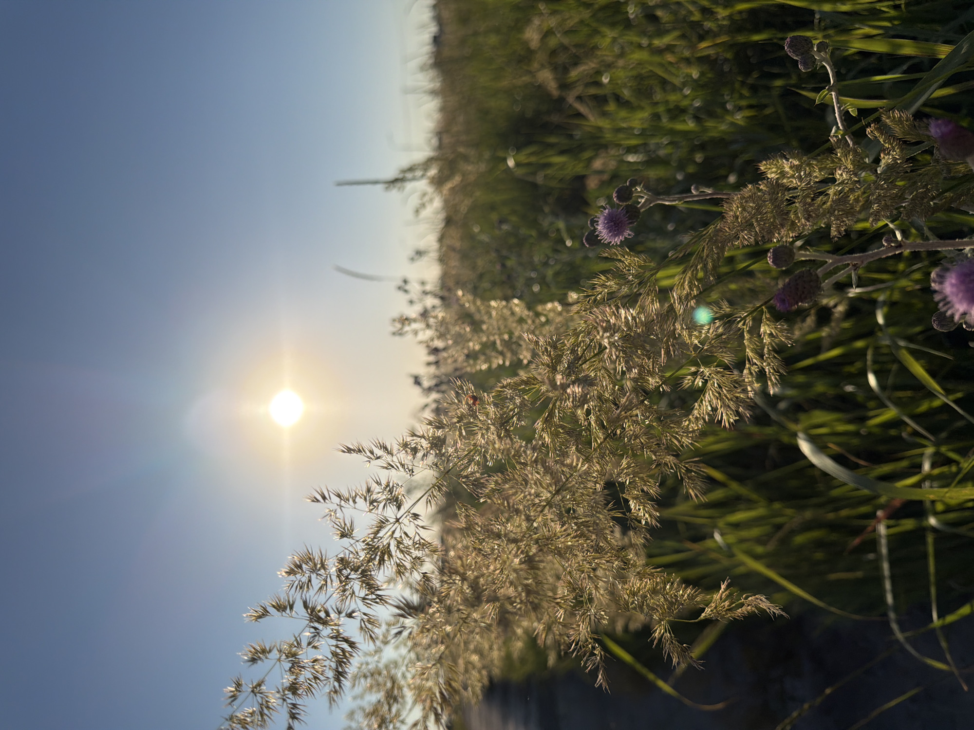 The image depicts a close-up view of tall, dried grass with feathery seed heads in the foreground, bathed in the warm, golden light of the setting sun. The sun is positioned in the upper left quadrant of the frame, casting a bright glow and creating lens flare. In the mid-ground and background, lush green grass and other vegetation stretch out, forming a field under a clear blue sky. A single purple thistle flower is visible on the right side of the frame, near the foreground. A narrow, unpaved path or road is faintly visible on the far left, running parallel to the grass. The scene appears to be an outdoor, natural environment, possibly a meadow or open field on the outskirts of a city. The location is described as being in Yuzhny, Russia. There are no people or discernable actions taking place.