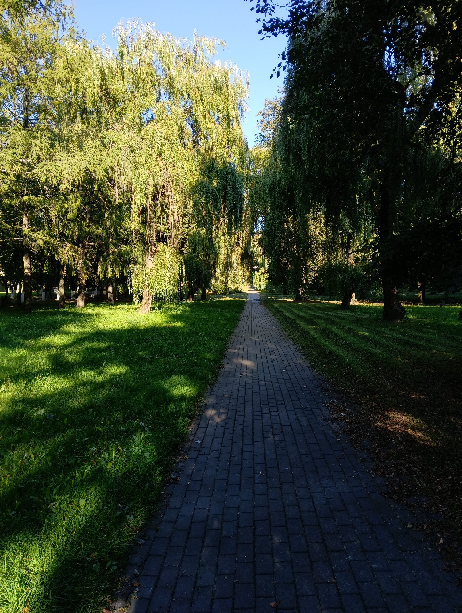 The image depicts a brick pathway in a park, lined with trees, primarily willows, on both sides. The pathway is paved with dark gray rectangular bricks and recedes into the distance, creating a strong vanishing point. Sunlight filters through the dense foliage of the trees, casting dappled shadows on the green grass that flanks the path. The grass appears neatly mown, with subtle striations visible in some areas, suggesting recent maintenance. The sky above is clear and blue. The scene is devoid of any people or animals.
Based on the visual cues, this pathway is likely located in Grodno, Belarus. The presence of mature willow trees, manicured green spaces, and paved walking paths is characteristic of urban parks and recreational areas found in cities like Grodno. The overall ambiance suggests a peaceful, well-maintained public space, likely visited by locals and tourists for leisure and relaxation. The lighting indicates it is daytime, possibly late morning or early afternoon, given the angle of the shadows.