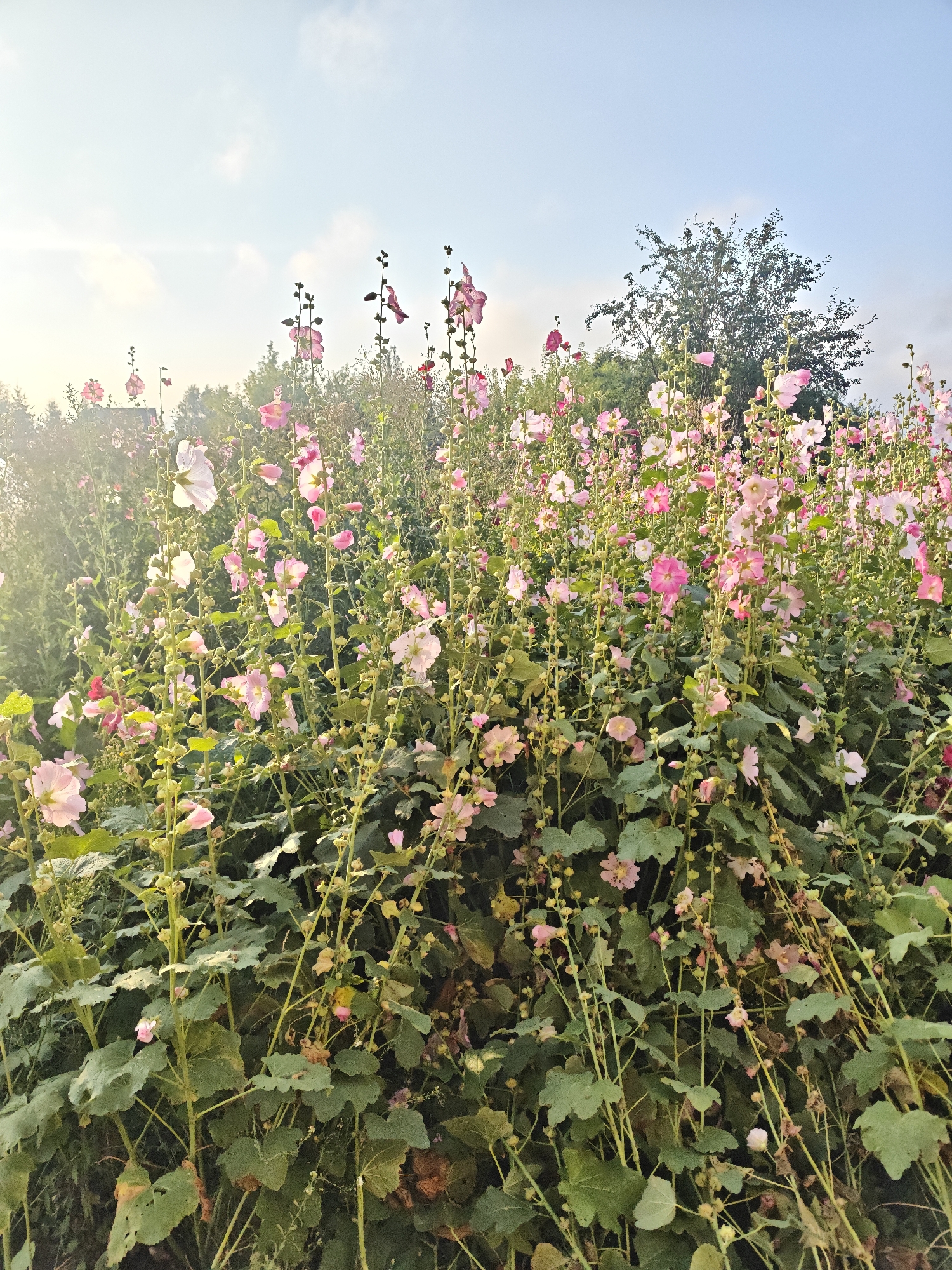 In Kolyvan, Russia, a field of light pink and white hollyhocks bloom tall against a pale blue sky. The flowers, some with darker pink centers, rise on thick green stalks covered in large, textured leaves. The plants are densely packed, creating a lush, vibrant tapestry of color. Sunlight casts a soft glow on the scene, illuminating the delicate petals and highlighting the natural beauty of the flora. The background is a soft blur of green foliage and trees, suggesting a rural or garden setting. No people or animals are visible in the frame.