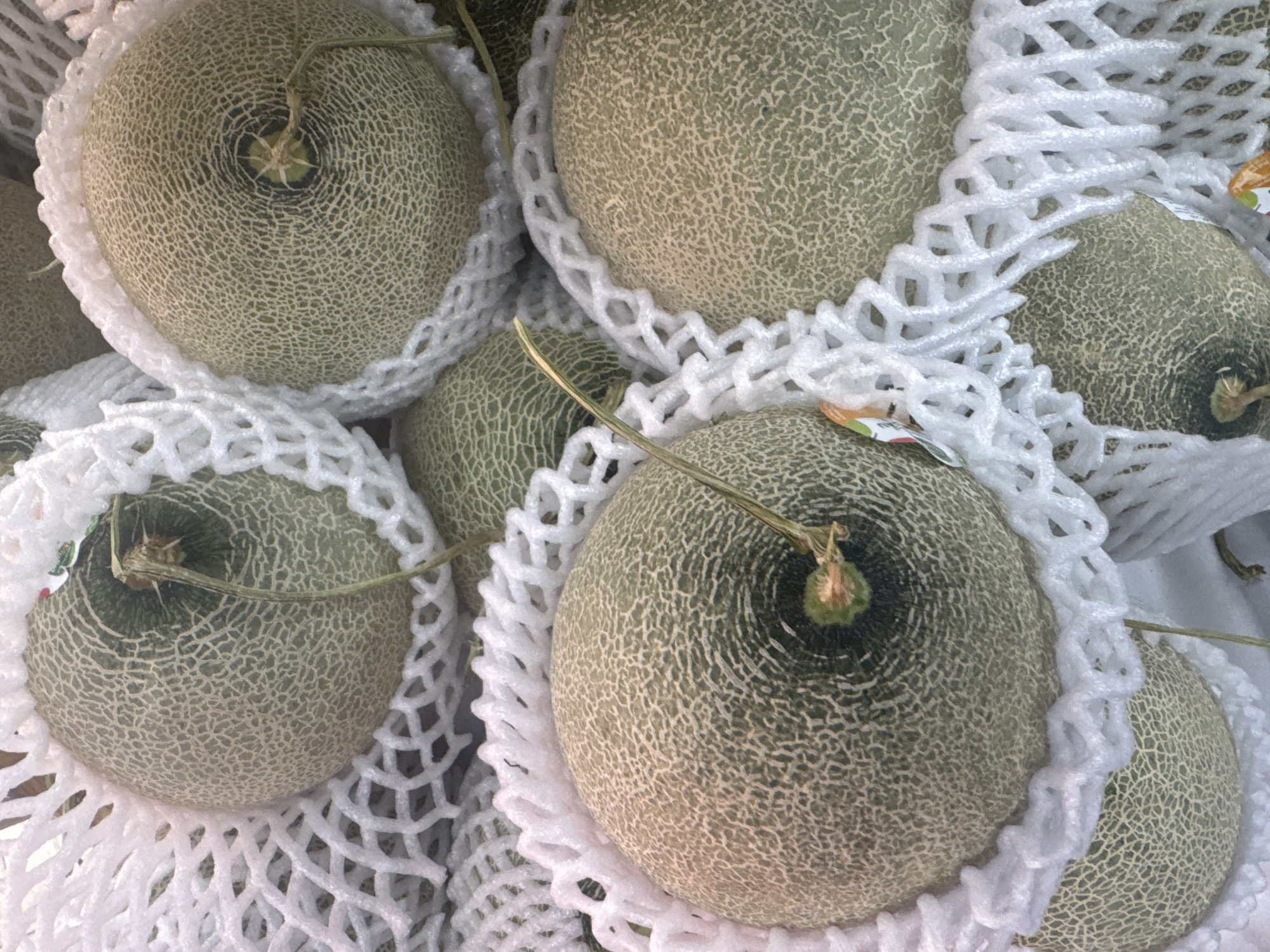 The image shows a close-up, overhead view of several cantaloupe melons, each individually wrapped in white protective netting. The melons are a light green color with a distinct, intricate network of darker lines across their surface. The netting is designed to cushion the fruit and has a porous, interwoven texture. Some of the melons have their stems still attached, appearing as thin, dried tendrils. The background is indistinct but appears to be a surface where the melons are resting, possibly a market stall or retail display. The lighting suggests an indoor setting, possibly a grocery store or produce market. There are no people visible in the image. The scene is a still life focused on the presentation of the fruit.