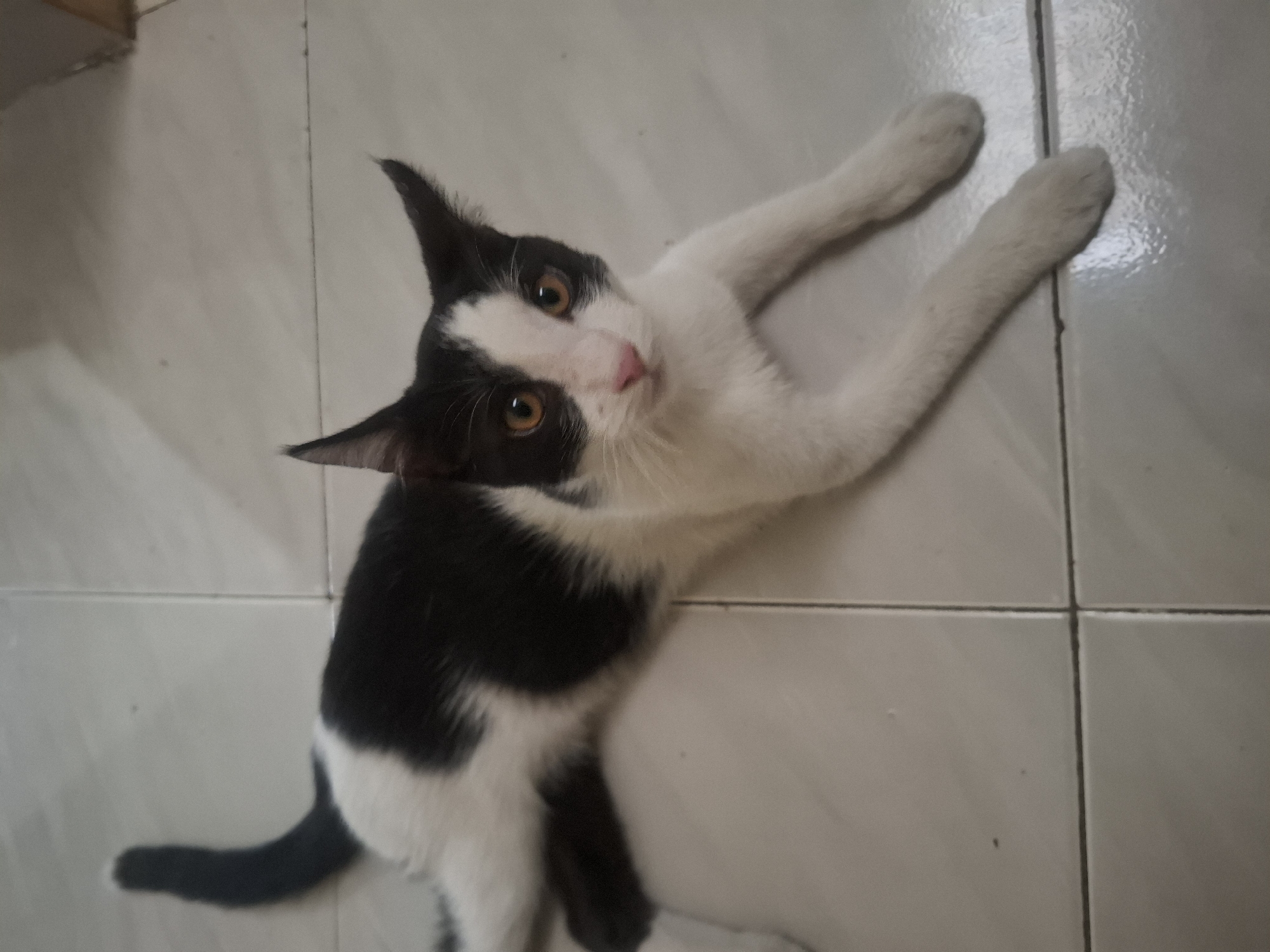 A black and white cat is lying on a tiled floor. The cat is facing the camera with its body stretched out. Its fur is predominantly white with black markings on its back, tail, and head. The cat has large, expressive orange eyes and a pink nose. The floor is made of light-colored square tiles with dark grout lines. The environment appears to be indoors, likely a residential setting. No people or other objects of note are visible in the image. The cat's pose suggests it is relaxed. The lighting is somewhat dim, creating shadows on the floor. The image was taken at an angle looking down at the cat.
