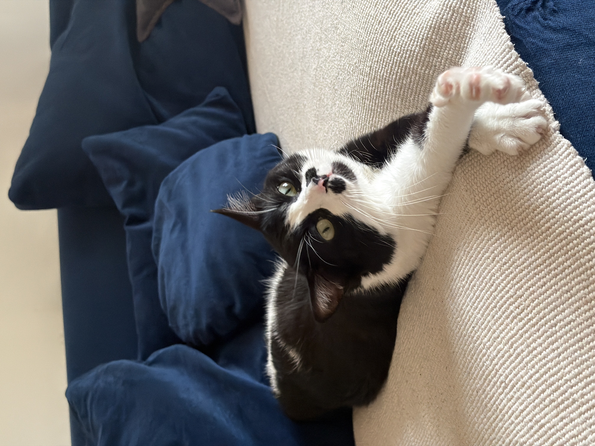 A black and white cat is lying on a sofa. The cat has its front paws extended and is looking up. The sofa has blue cushions. The location is not possible to determine from the image.