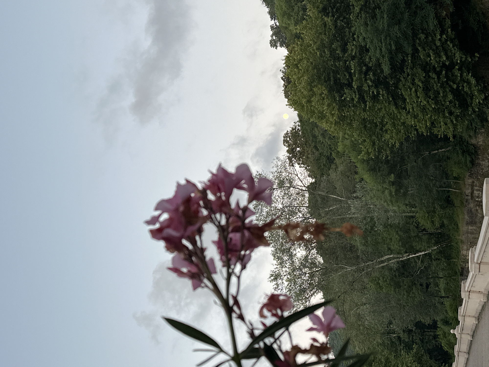 The image captures a serene evening scene with a focus on nature, likely near the city of Sochi, Russia. In the foreground, a branch with delicate pink flowers is softly blurred, framing a view of a lush, tree-covered hillside. The sky above is overcast with soft, diffused light, suggesting either dawn or dusk. A pale, full moon is faintly visible through the clouds, nestled among the upper branches of the trees. A stone retaining wall with a decorative white railing runs along the bottom of the image, hinting at a pathway or overlook. The overall atmosphere is peaceful and naturalistic.