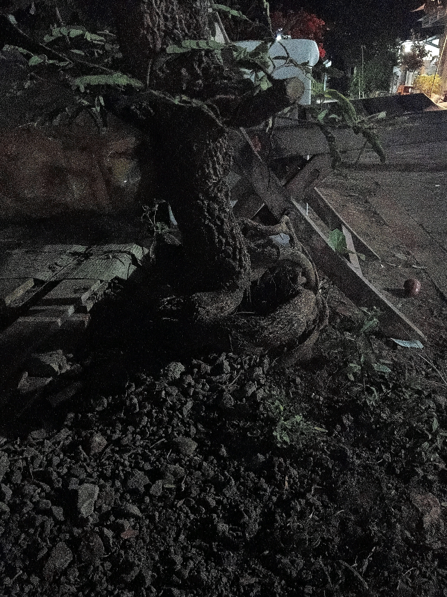 The image depicts a nighttime scene in Cikal, Indonesia, focusing on a large, gnarled tree trunk intertwined with its roots. The ground is covered in dark soil and debris. In the background, a light-colored structure, possibly a building or a vehicle, is visible with some lights. Wooden planks are arranged in the middle ground, and to the right, a red object, possibly an apple, lies on the ground near some greenery. The overall impression is one of a rural or semi-urban setting at night.