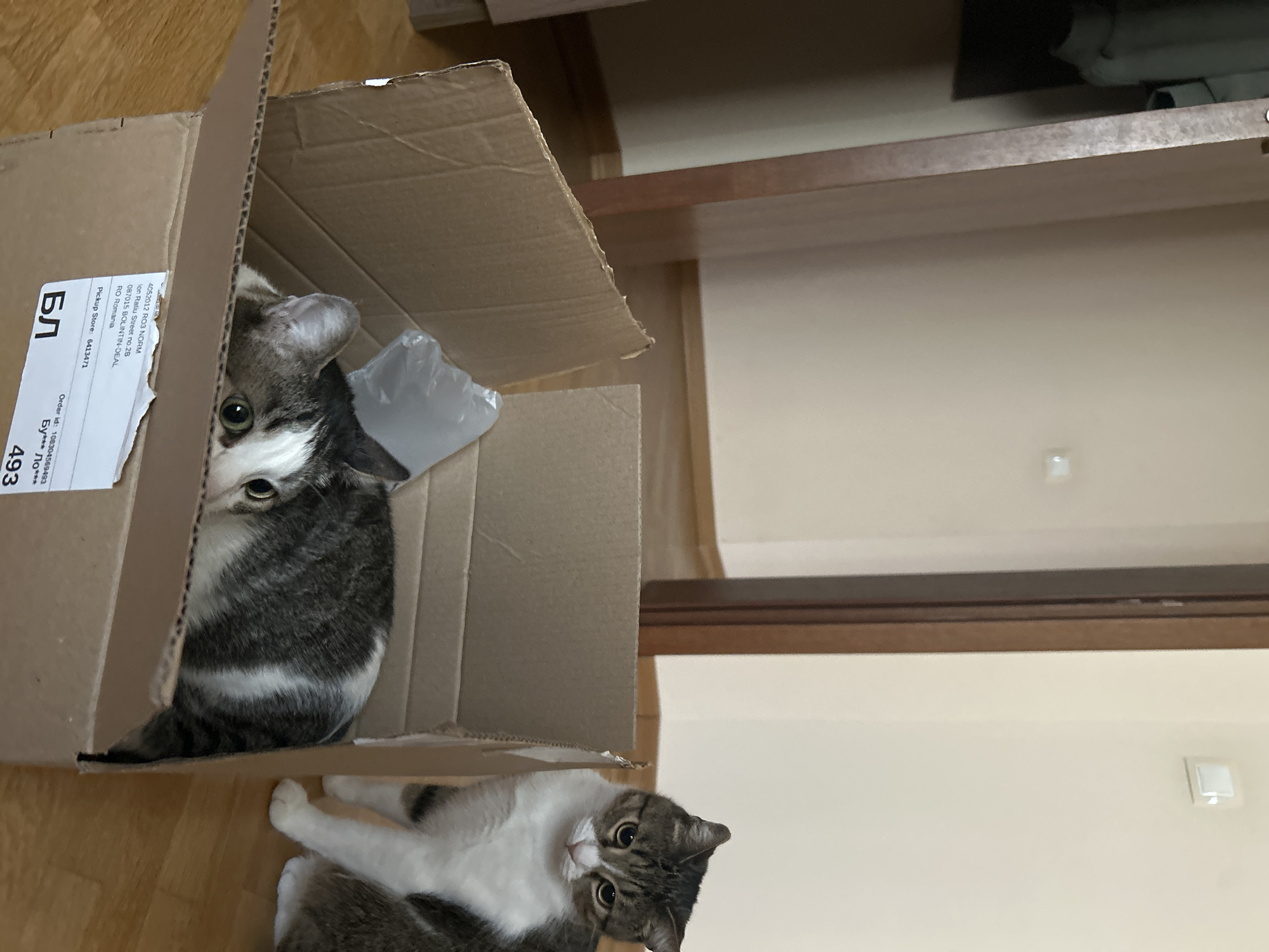 A cardboard box is positioned on a wooden floor, with two cats visible within and around it. One cat, mostly gray with white markings, is partially concealed inside the box, its head peeking out. The second cat, exhibiting a similar gray and white color pattern, is outside the box, lying partially underneath the box. The box also contains a plastic bag. The box has a shipping label with the text "4052012 RO3 NORM Ion Ratiu Street no.28 087015 BOLINTIN-DEAL RO Romania Pickup Store: 6413471" and "БЛ Order id: 108304569493 Бу*** Ло*** 493". The background reveals a neutral-colored wall and a piece of furniture, suggesting the scene is indoors.