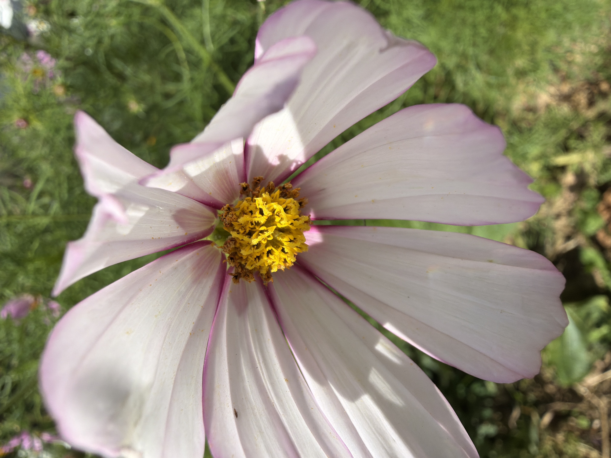 A close-up, slightly blurry shot captures a pale pink and white cosmos flower with a bright yellow center. The petals are broad and delicate, with a thin pink border along their edges. The center is a textured mass of yellow stamens. The background is a soft blur of green foliage and other small, out-of-focus pink flowers, suggesting a garden setting. Sunlight highlights some of the petals, casting soft shadows. There are no people or animals visible in the image. The scene is natural and serene, and there is no indication of its specific location in Minsk, Belarus.