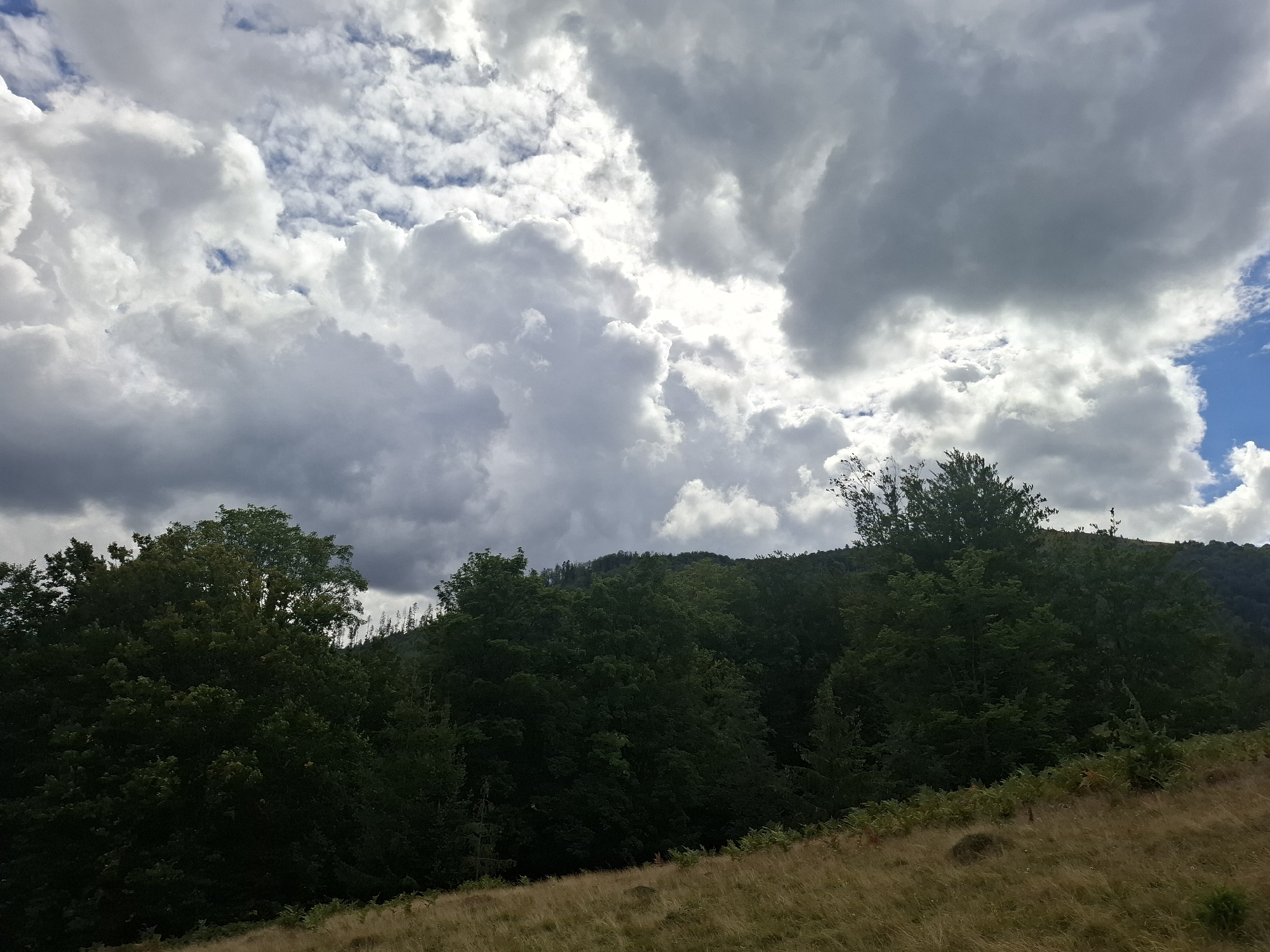 The image depicts a natural landscape with a dramatic sky over a forested hillside and a grassy foreground. The sky is filled with a mixture of dark, heavy storm clouds and brighter, puffy cumulus clouds, with patches of blue sky visible. The sun appears to be either obscured or breaking through the clouds, creating areas of bright light and shadow.
Below the sky, a dense line of dark green trees forms the treeline of a hill. The trees vary in height and density, with some appearing to be deciduous and others coniferous. The terrain of the hill slopes upwards and is covered in vegetation.
In the foreground, a slope covered in dry, golden-brown grass and some green ferns stretches across the bottom of the image. The texture of the grass is rough and slightly blurred, suggesting it is closer to the camera. The lighting conditions suggest it is daytime, possibly late afternoon or early morning, given the contrast between the bright clouds and the shadowed trees.
The scene is characteristic of a mountainous or hilly region, possibly in the Carpathian Mountains where Volovets, Ukraine is located. The environment appears wild and untamed, with no signs of human habitation or activity. The overall impression is one of a powerful and dynamic natural scene.