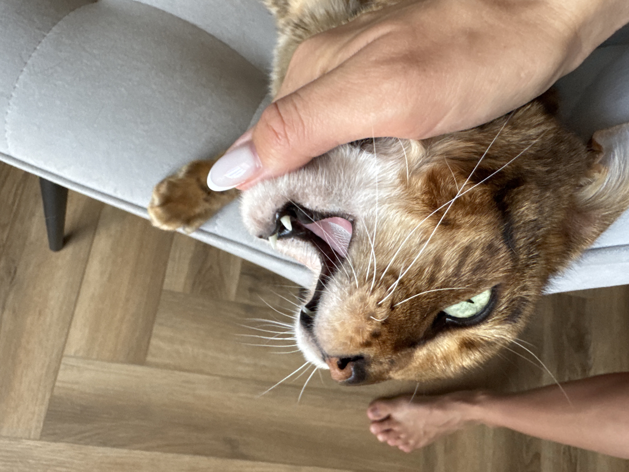 A close-up, high-angle photograph captures a playful interaction between a human and a domestic cat in an indoor setting. The main subject is a brown and gold striped or spotted cat, likely a Bengal, with piercing green eyes. The cat is seen from the side, partially lying on a light gray upholstered furniture piece, possibly a chair or sofa. A human hand, featuring a white French manicure, is gently placed around the cat's head or neck area. In response, the cat has its mouth wide open, revealing its pink tongue and sharp teeth. Its left eye is clearly visible and alert, looking towards the right side of the frame.
In the lower right corner, a portion of a human forearm is visible, and a bare human foot is partially seen near the bottom center of the image. The background consists of a light-colored wooden floor laid in a herringbone pattern. The lighting appears bright and diffuse, suggesting it is daytime indoors. The overall mood conveyed is one of affectionate engagement between the pet and its owner. There is no visible text in the image.