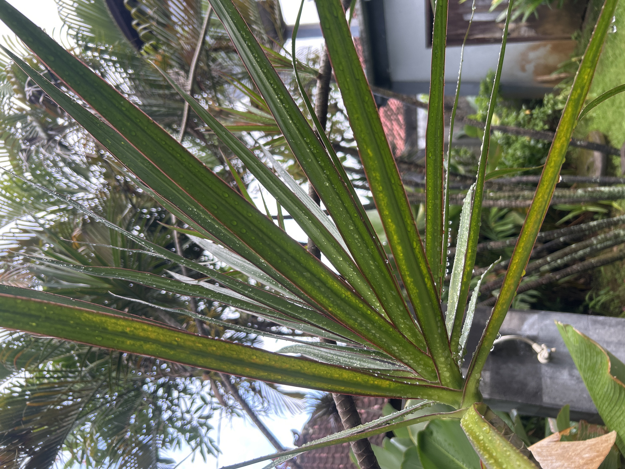 This close-up shot features the vibrant green leaves of a plant, likely a species of Dracaena or Cordyline, prominently in the foreground. The long, slender leaves are a deep green with distinct reddish-brown edges, and many exhibit subtle yellow-green variegation. Numerous small water droplets cling to the leaf surfaces, indicating recent rain or dew.
The plant's leaves spread out across the frame, with the central stem visible in the lower right. The background is softly blurred, creating a bokeh effect that highlights the foreground plant. Through the blur, other green foliage, possibly palm fronds, and glimpses of man-made structures are discernible. These structures appear to be part of a building or wall, one being a light grey concrete surface. In the lower right background, a blurry metal object resembling a tap or faucet is vaguely visible, suggesting an outdoor garden or utility area. The overall scene conveys a lush, tropical environment. The presence of water droplets indicates either early morning, post-rain, or that the plant has been recently watered. There is no visible text in the image. The setting appears to be a garden or outdoor space in Kuta Selatan, Indonesia.