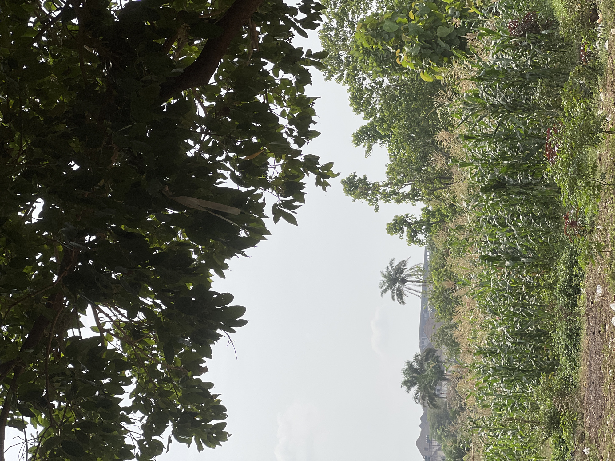 The image presents a view from an outdoor location in Abuja, Nigeria. On the left, a dense tree with dark green foliage frames the scene. The right side is dominated by a field of corn, with some patches of other greenery and vegetation. In the distance, palm trees are visible, along with buildings suggesting a residential area. The sky is overcast. No people are visible in the scene. The image appears to be taken during the daytime. The ground in the immediate foreground shows some bare earth.