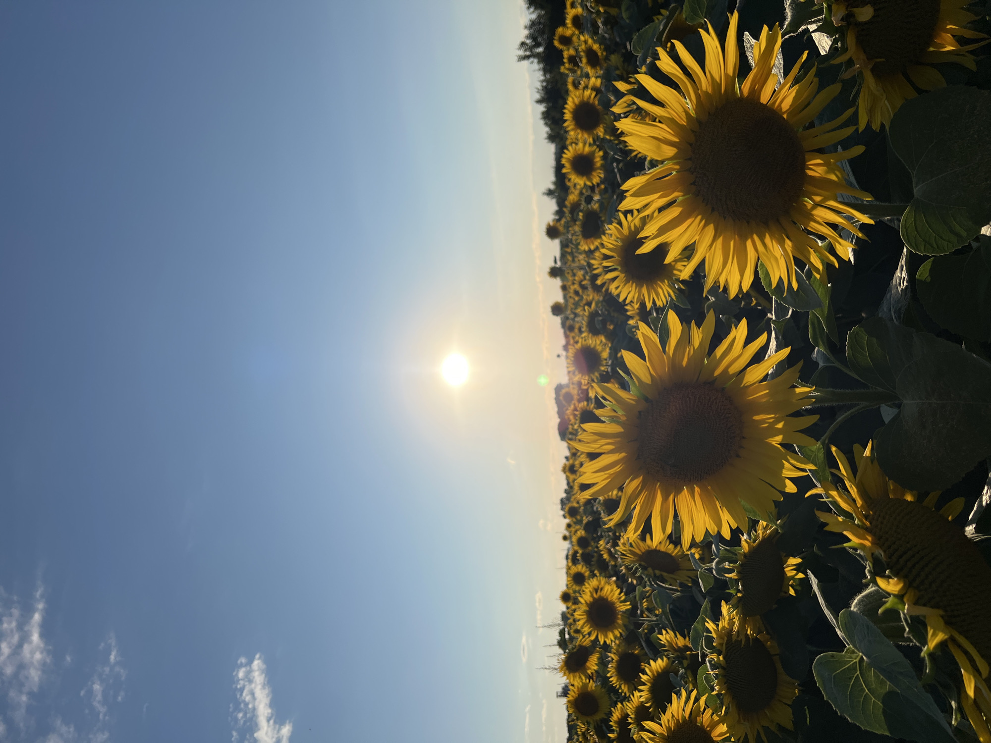 The image depicts a vast sunflower field under a clear blue sky with the sun low on the horizon, creating a warm glow. The sunflowers are in full bloom, with many facing the sun. The foreground is dominated by several large sunflowers, their yellow petals catching the light. In the background, a dense field of sunflowers stretches towards a distant treeline. The location is identified as Ostriv, Ukraine.