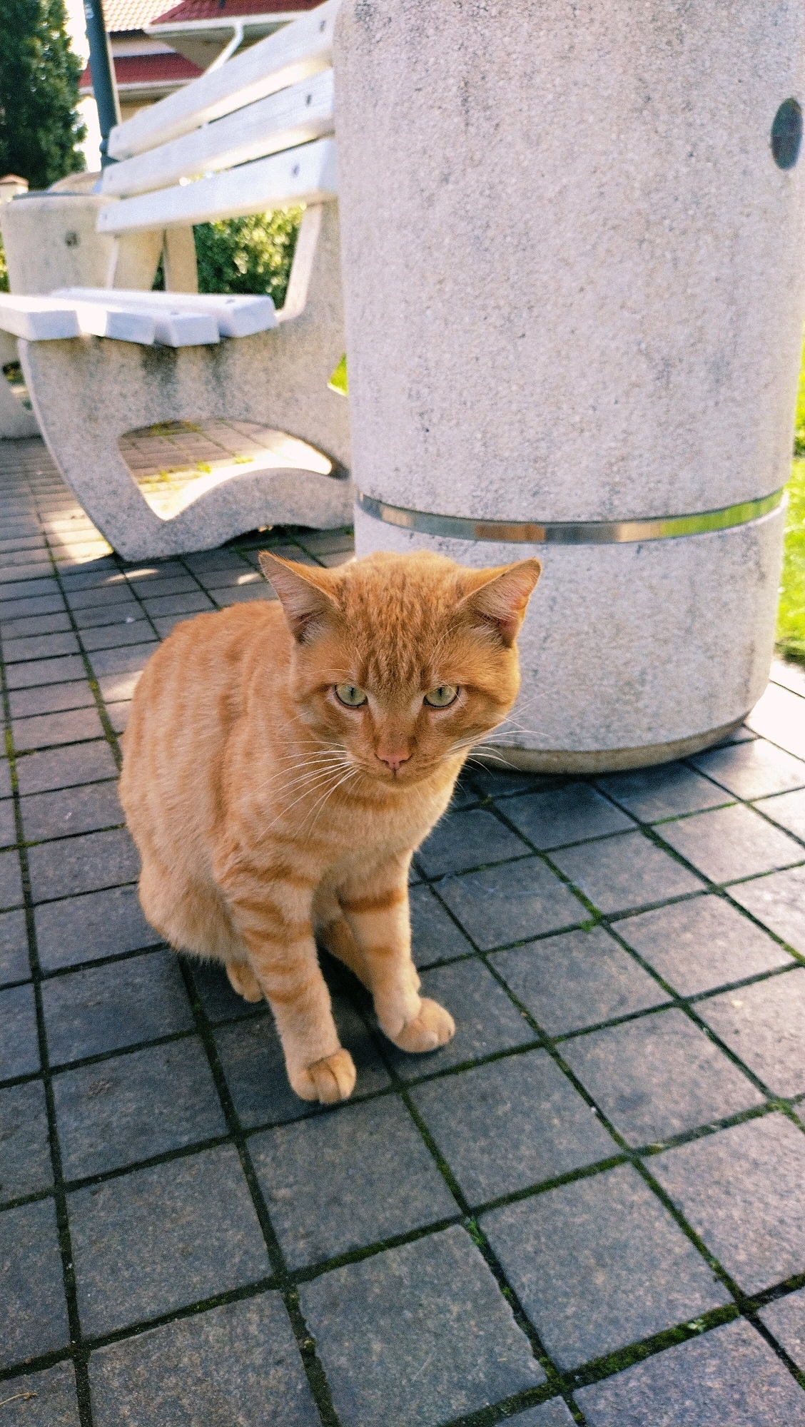 An orange tabby cat with green eyes sits on a patterned paved surface outdoors. The cat is facing the camera, with its front paws visible. Behind the cat, a section of a white wooden bench with stone supports is visible. To the right of the cat is a large, cylindrical, light-colored concrete structure with a metallic band around its base. The background includes greenery and a building with a red roof. The scene appears to be in a public outdoor area, possibly a park or walkway, in the city of Horishni Plavni, Ukraine.