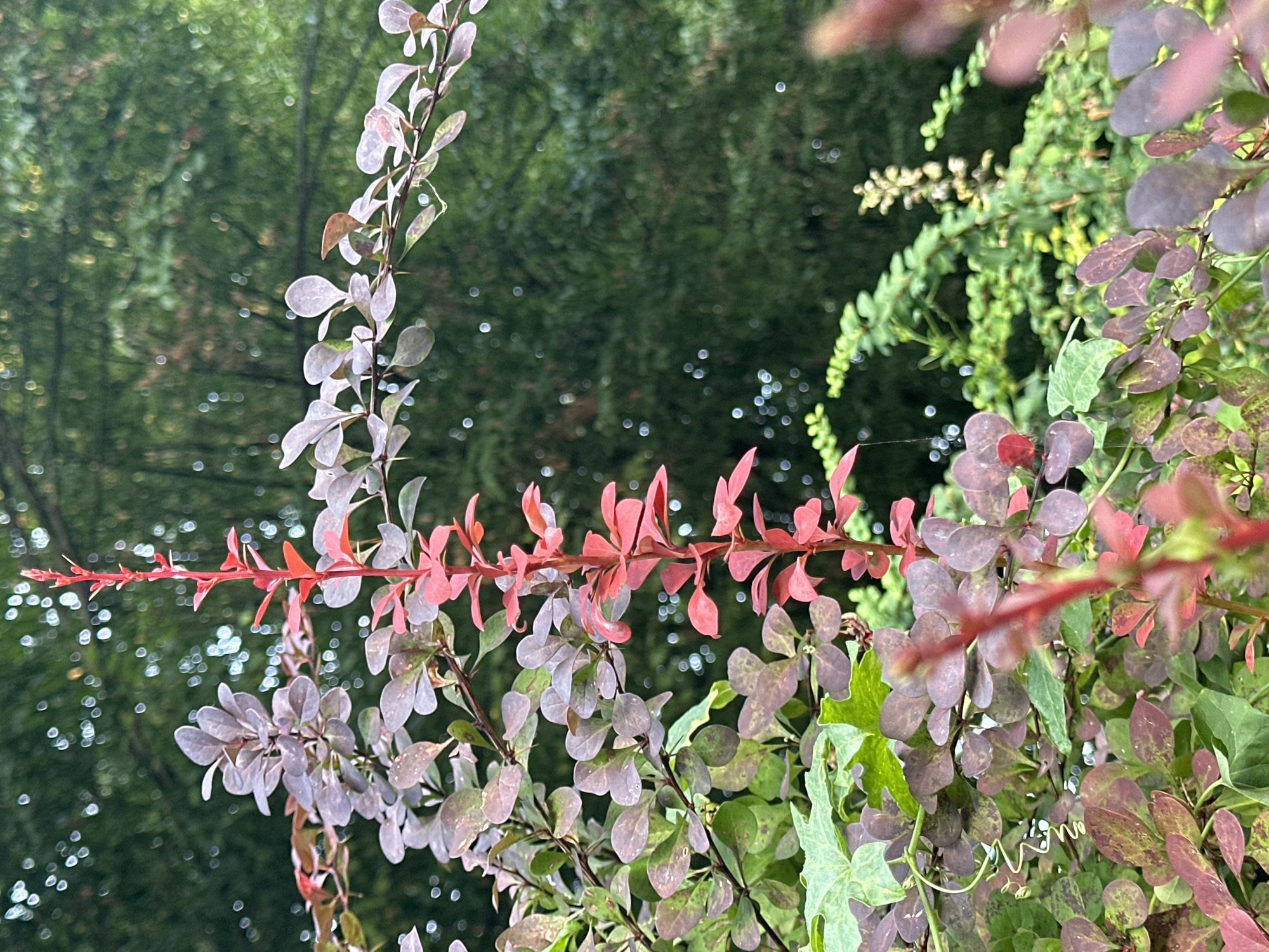 The image shows a close-up of a plant with small, oval-shaped leaves in shades of red, purple, and green. The plant is a shrub with thorny branches. The background is a blurred, dark green foliage, possibly a forest or garden. The lighting suggests an outdoor setting, possibly during the day, with some dappled light creating bokeh effects in the background. There is no indication of a specific location in Krefeld, Germany. The image is static and does not depict any people or actions.