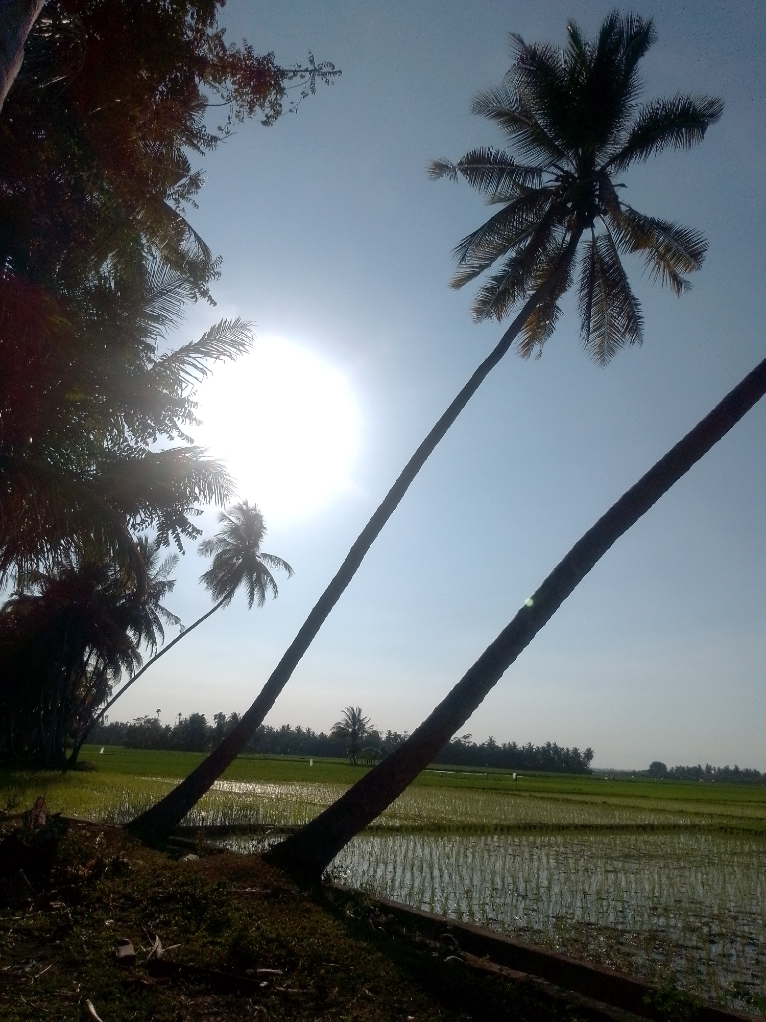 An outdoor, medium-shot photograph captures a sun-drenched rice paddy field bordered by a lush line of palm trees under a clear, pale blue sky. The sun, a bright white disc, shines prominently in the upper left quadrant of the image, casting lens flare and partially obscuring the leaves of a large palm tree in the foreground. Two other palm trees, their trunks silhouetted and leaning diagonally across the frame, are positioned in the mid-ground and right foreground, respectively. Their fronds are visible against the bright sky. The rice paddy, a vibrant green expanse divided into parallel rows, reflects the sunlight and sky. In the distance, a dense line of palm trees creates a dark, undulating horizon. The foreground consists of dark, shadowy ground covered in dry leaves and debris. The scene appears to be a rural landscape, likely in a tropical or subtropical region.