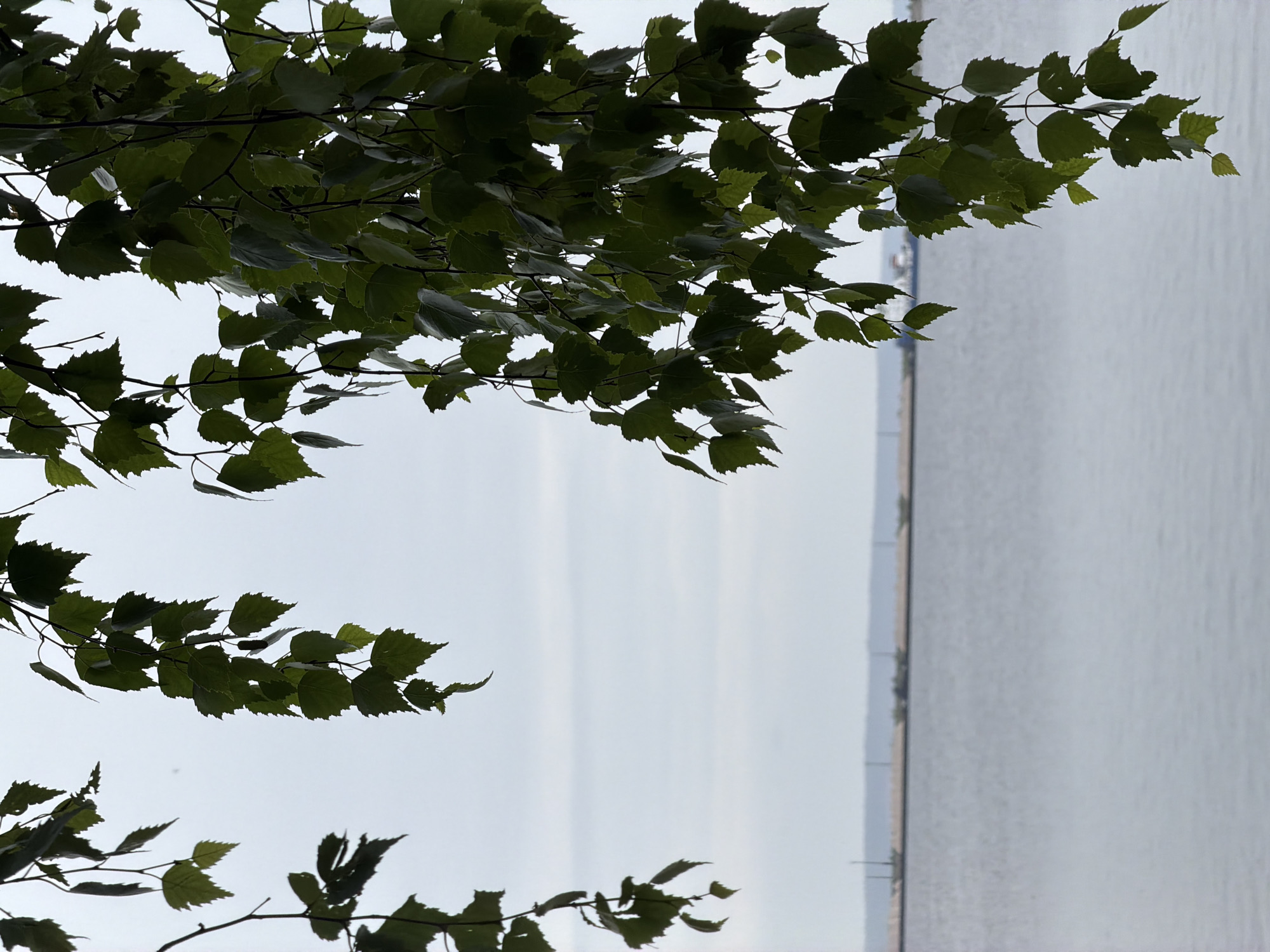 A low-angle, medium shot captures a cloudy sky as the backdrop to hanging birch tree branches with green leaves. The branches are in the foreground, with the leaves obscuring parts of the sky. In the mid-ground, a wide expanse of calm water stretches across the frame, reflecting the overcast sky. On the far horizon, a faint, sandy-colored landmass is visible, dotted with what appear to be distant structures or possibly a shoreline. A small, dark ship is visible on the water, to the right of center. The scene is devoid of people. The location is the Kama River in Chaikovsky, Russia, likely during the summer or early autumn based on the foliage.
