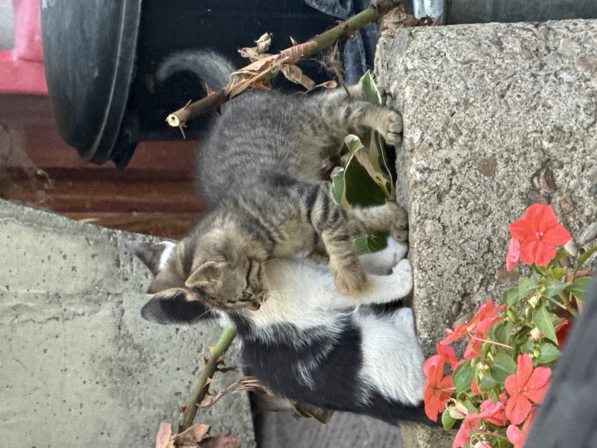 Two kittens are interacting on a rough, gray concrete surface next to a plant with vibrant red flowers. One kitten is primarily gray and tabby, with stripes on its back and tail. It is positioned on top of another kitten. The second kitten is black and white, with a predominantly white chest and paws, and black markings on its back and sides. Both kittens appear to be young, likely juveniles, and their fur is somewhat scruffy.
The scene is outdoors, with hints of a utilitarian setting. To the left of the kittens, a dark, curved object, possibly a bucket or planter, is visible, with some pink material behind it. A branch with thorns and dried leaves runs diagonally across the image, suggesting a somewhat overgrown or naturalized environment. The concrete texture is rough and shows signs of weathering. The red flowers are clustered together, adding a splash of color to the otherwise muted tones of the concrete and the kittens' fur.
The kittens seem engaged in playful interaction. The top kitten is leaning over the bottom kitten, with its paws possibly touching the other kitten. The bottom kitten is lying down, with its head tucked somewhat. The overall impression is one of youthful energy and curiosity within a slightly weathered, outdoor environment. There is no visible text in the image. The lighting suggests it could be daytime, perhaps overcast or in the shade, as there are no harsh shadows.