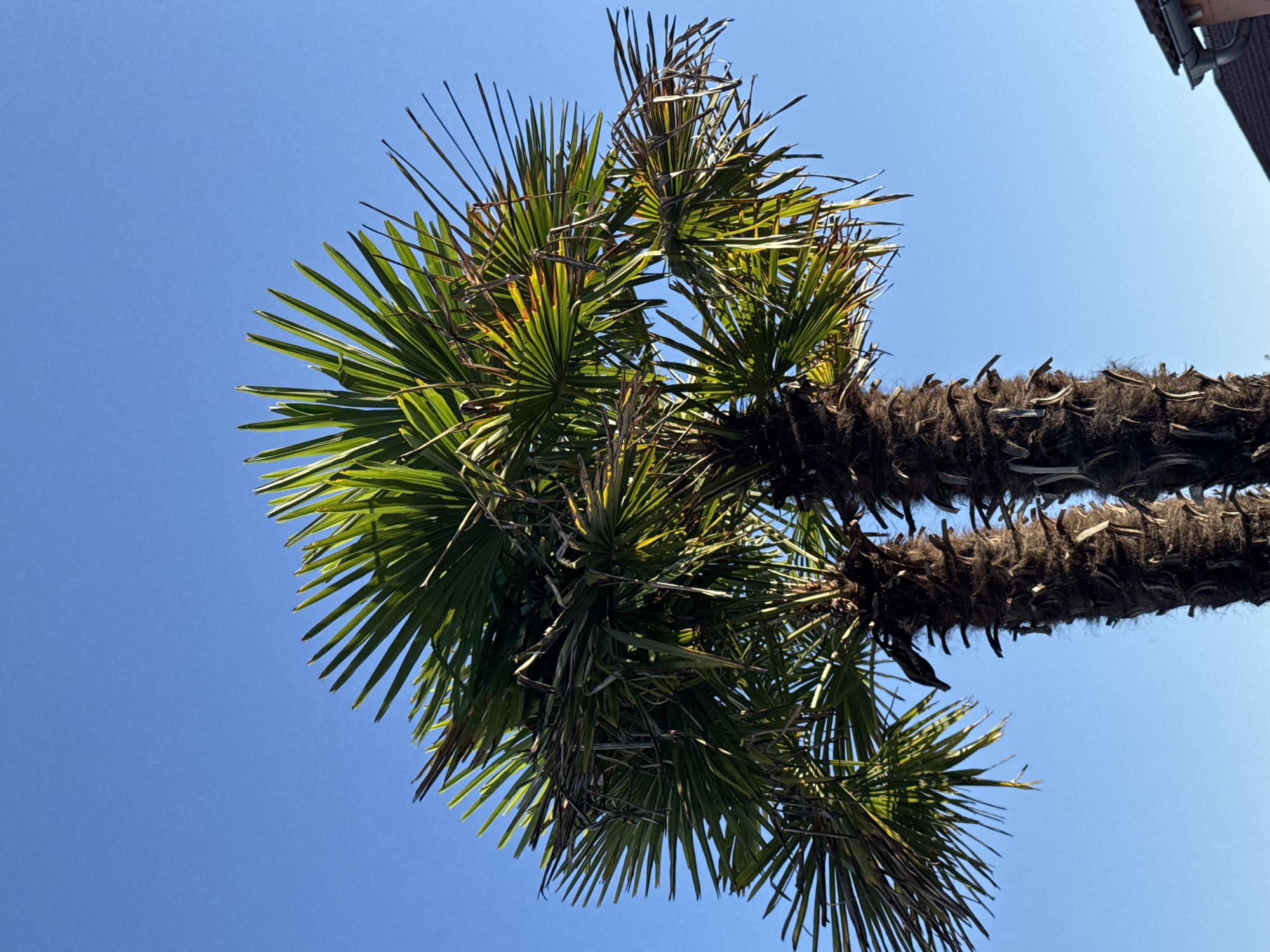 The image shows two palm trees against a clear blue sky. The palm trees have thick, textured trunks and large, fan-shaped fronds that are green and slightly yellowed in some areas. The fronds are dense and extend upwards and outwards, creating a lush canopy. In the lower right corner of the image, a portion of a building with a dark brown tiled roof and a pink wall is visible, with a white gutter running along the edge of the roof. The overall scene appears to be outdoors on a sunny day. The location is identified as Wettstetten, Germany.