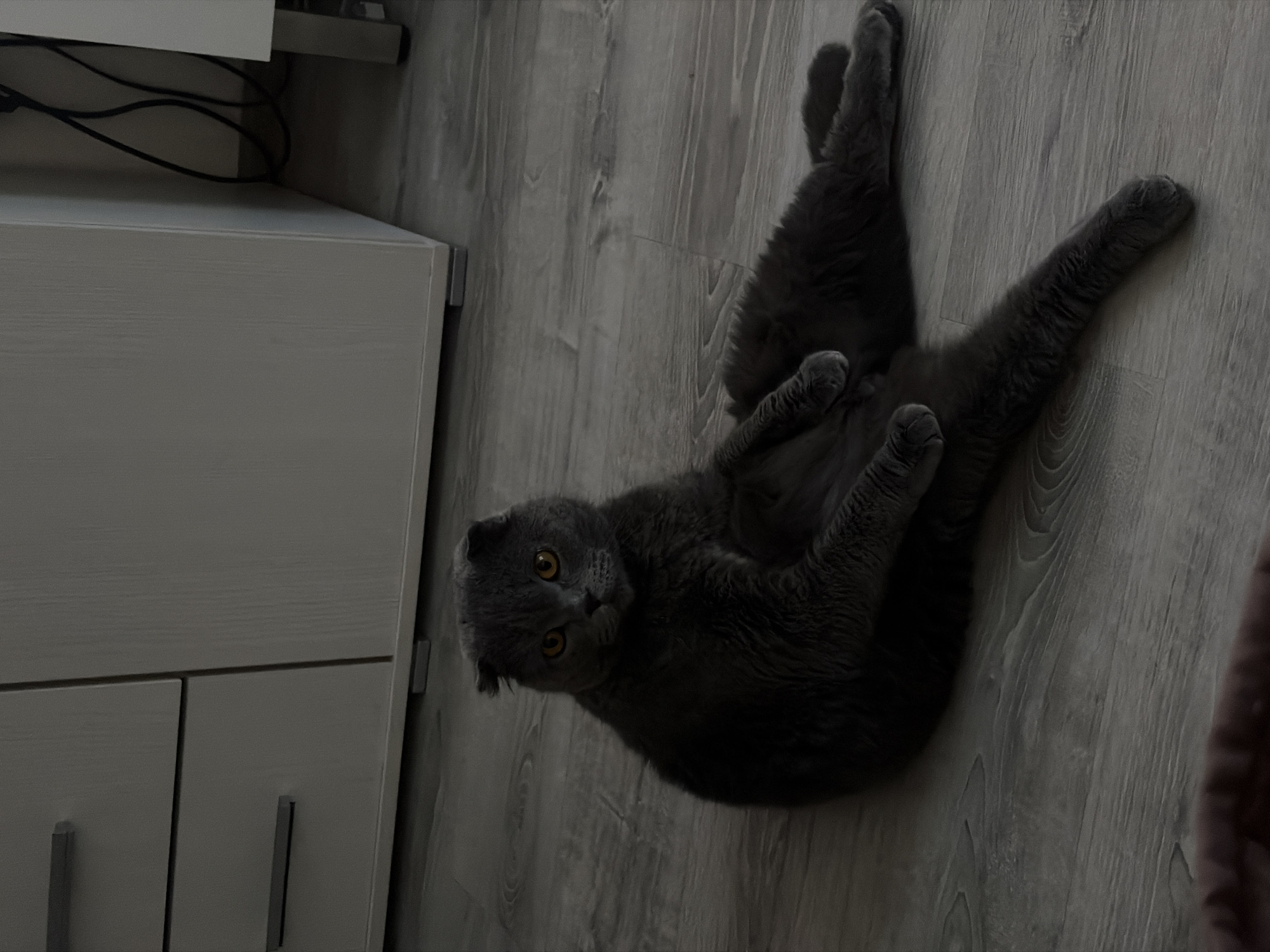 A gray, Scottish Fold cat lies on its back on a light gray, wood-grain floor, extending its legs upwards and outwards. The cat is near a white cabinet with silver handles. The location appears to be indoors, possibly a home in Saint Petersburg, Russia.