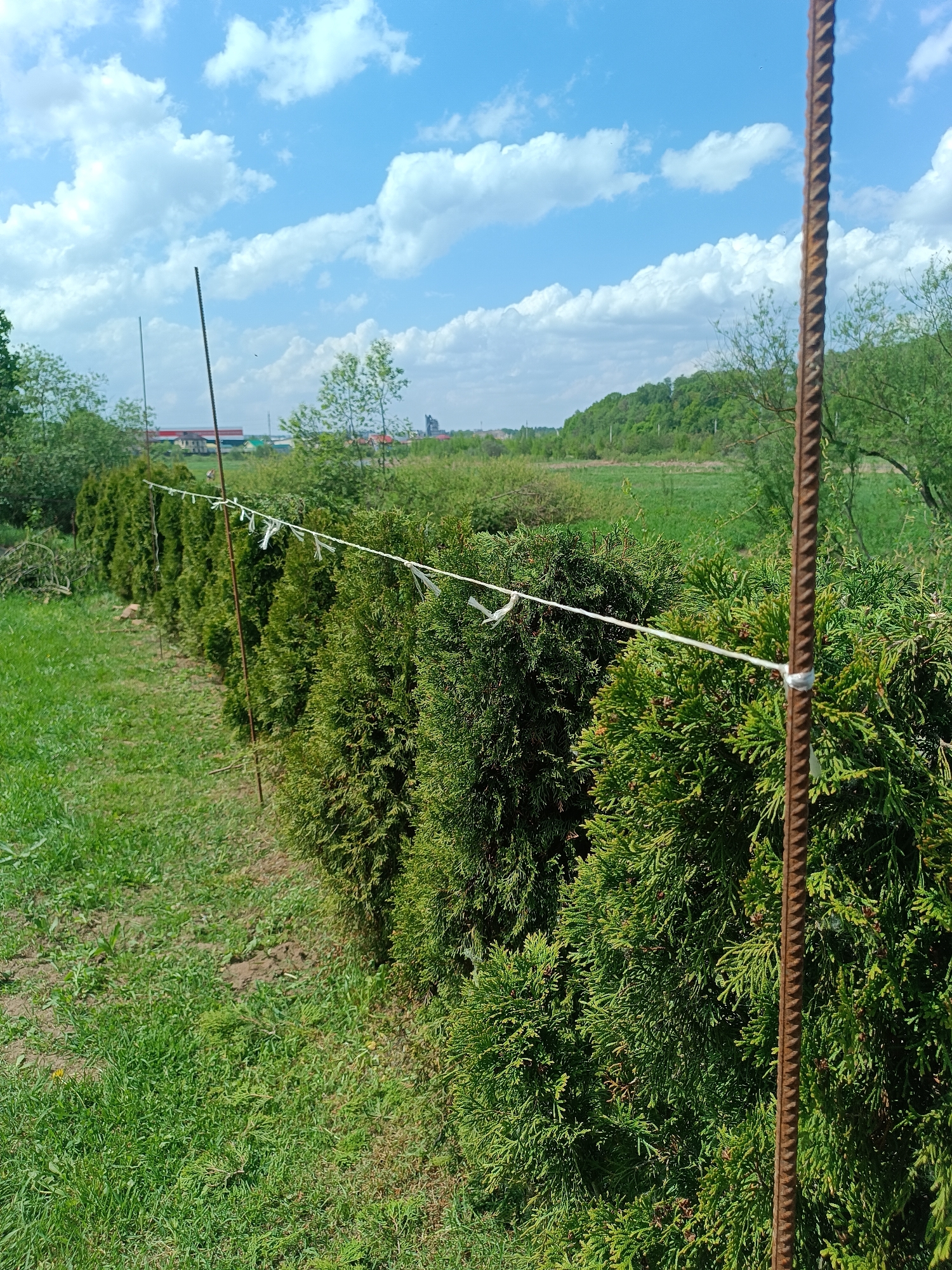 The image depicts a row of evergreen trees, possibly thuja, acting as a natural fence or barrier. The trees are aligned in a straight line, with green grass covering the ground on either side. The trees are supported by metal rods or stakes which are placed at regular intervals along the row. A white string or cord connects the rods, with small pieces of white material tied to the string at intervals. In the background, there is a field, a line of trees, and a blue sky with white clouds. The location is Motyakovo, Russia. The image conveys a sense of rural or suburban setting, with the trees and fence appearing to be newly planted or maintained. There are no people visible in the image.